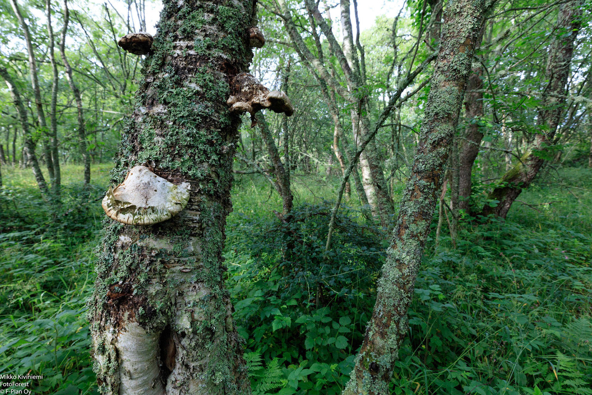 Lahoava koivu, Isokari,1273