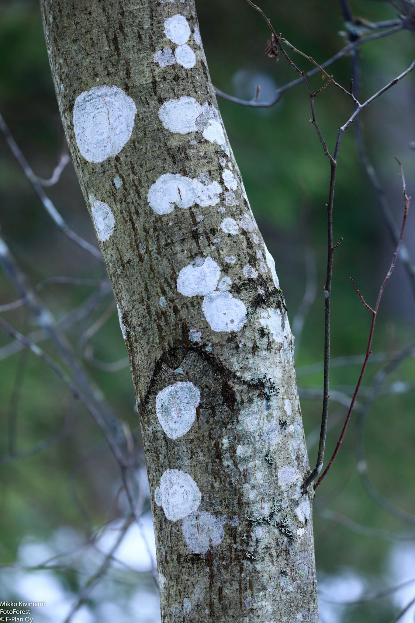 Harmaaleppä, Nuuksio 1082
