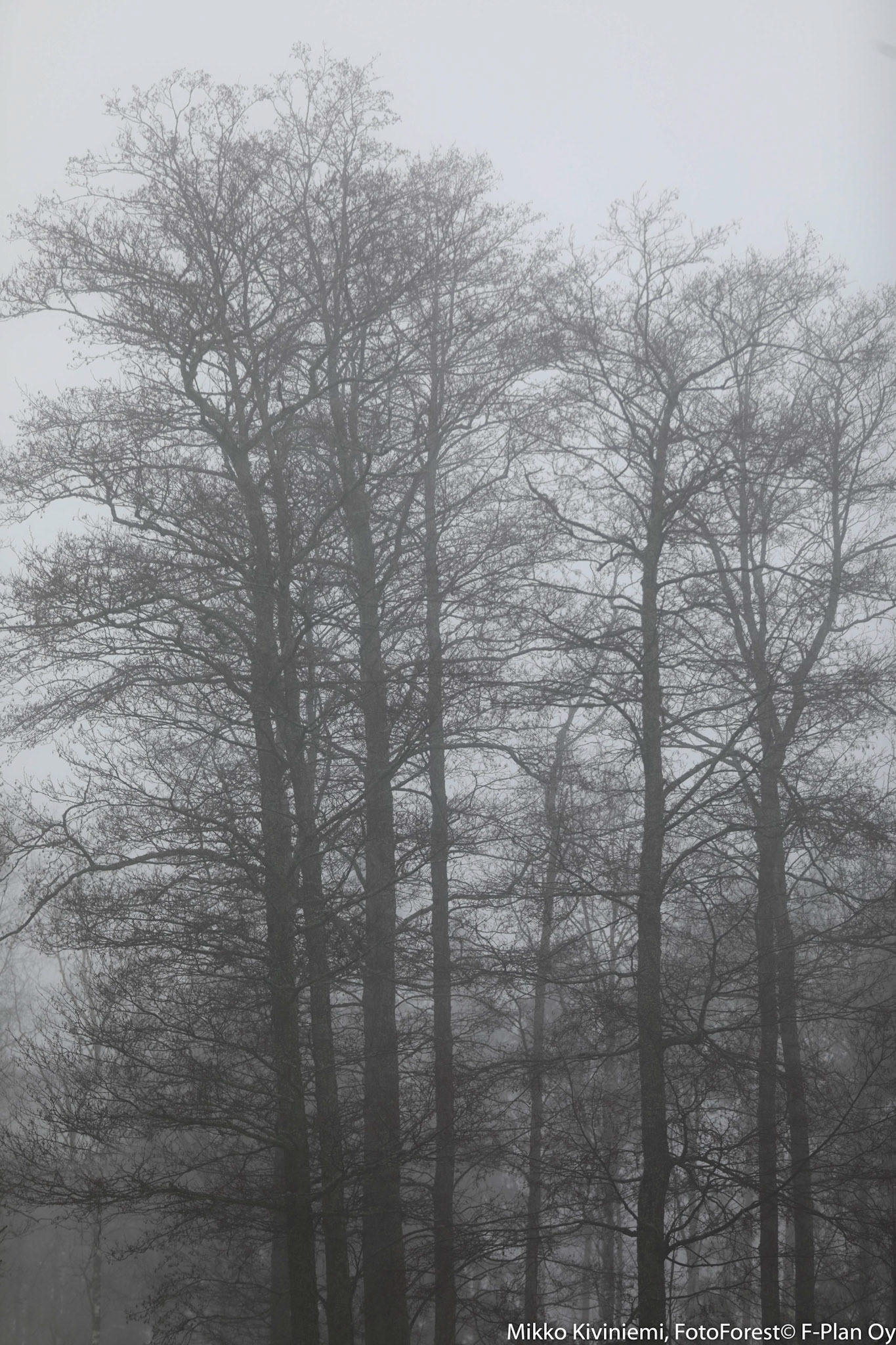 Tervaleppä, Espoo 1060