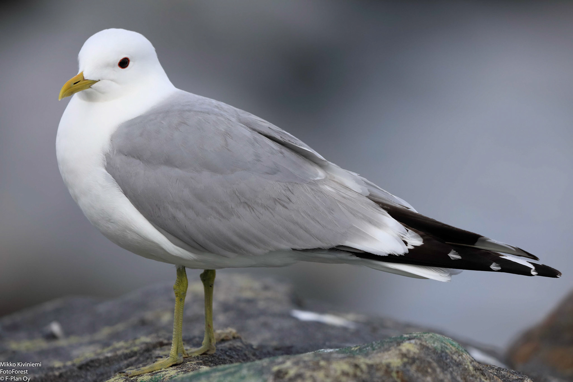 Kalalokki (Larus canus), Isokari, 1191