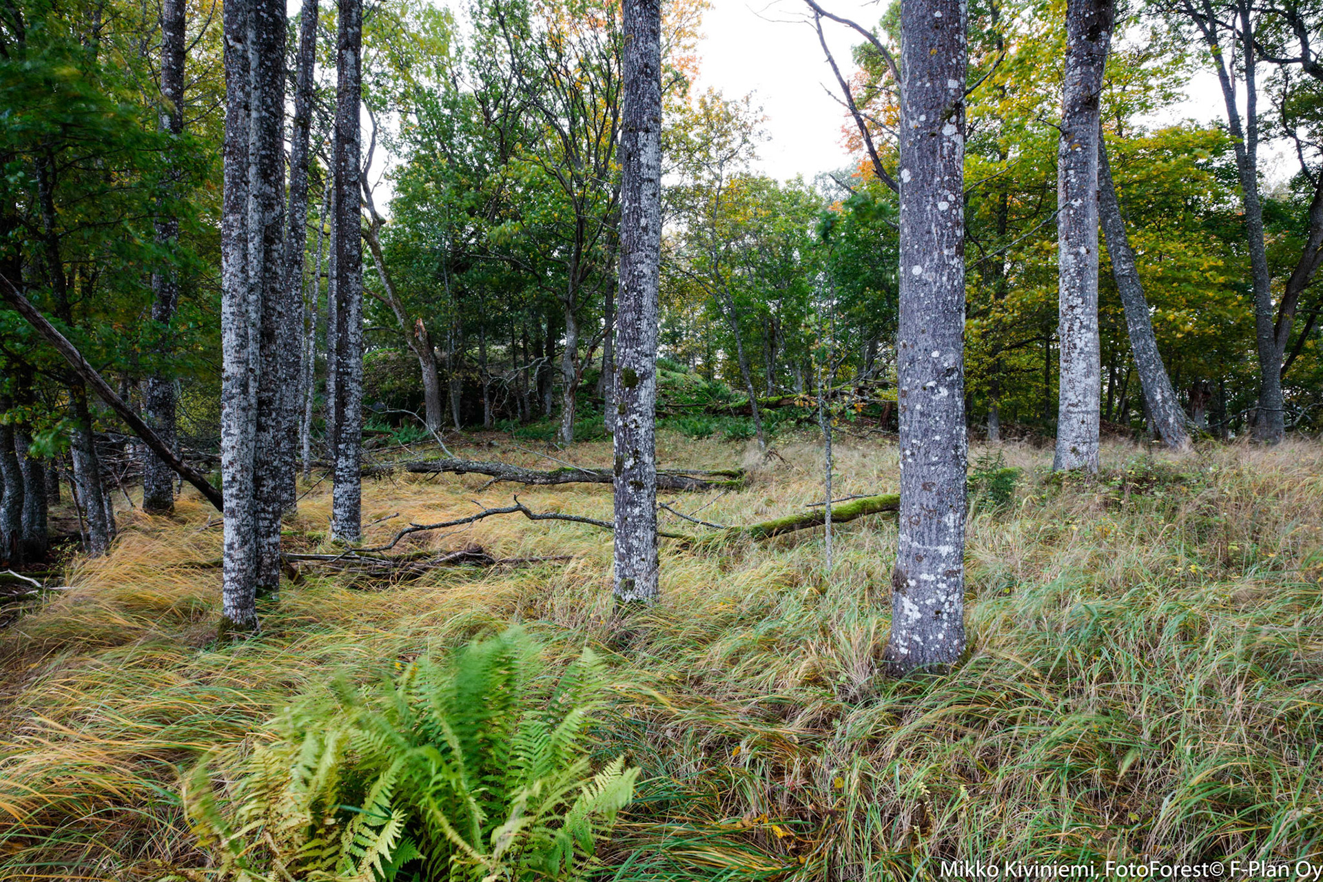 Haapa, Elisaari, Inkoo 564