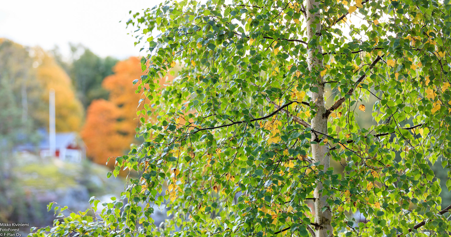 Koivu, Kirkkonummi 896