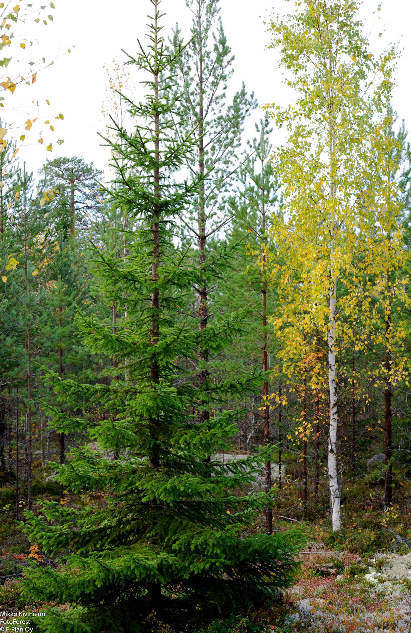 Taimikko, Ristijärvi, 1121