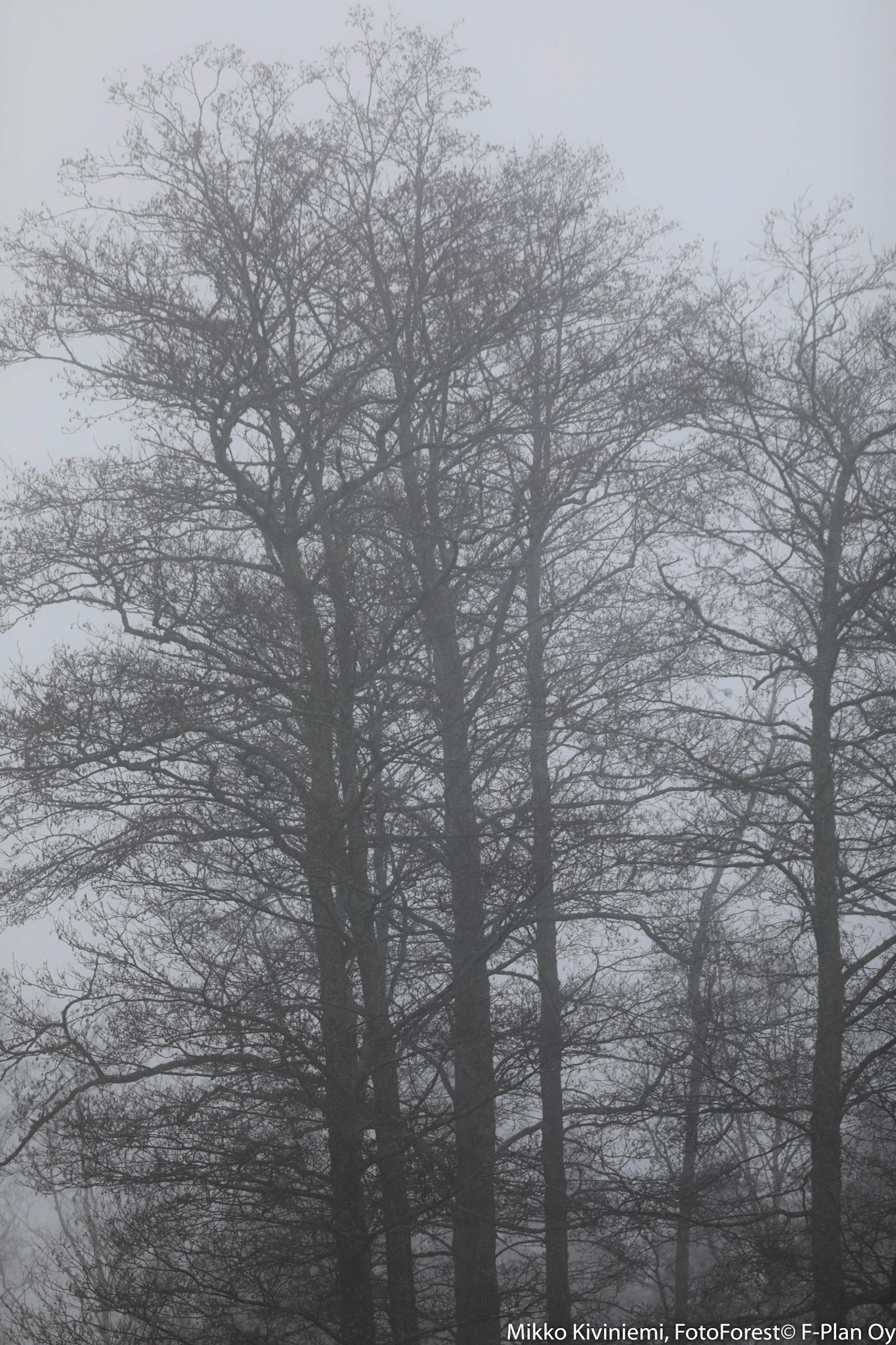 Tervaleppä, Espoo 1059