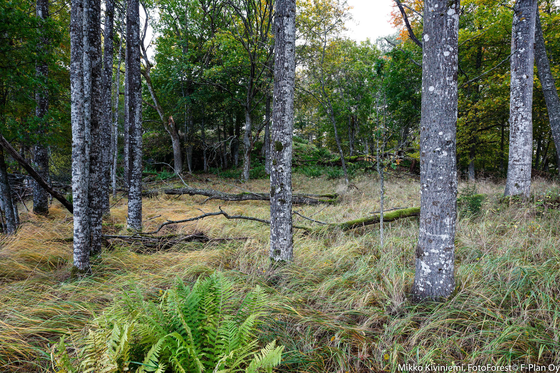 Haapa, Elisaari, Inkoo 566