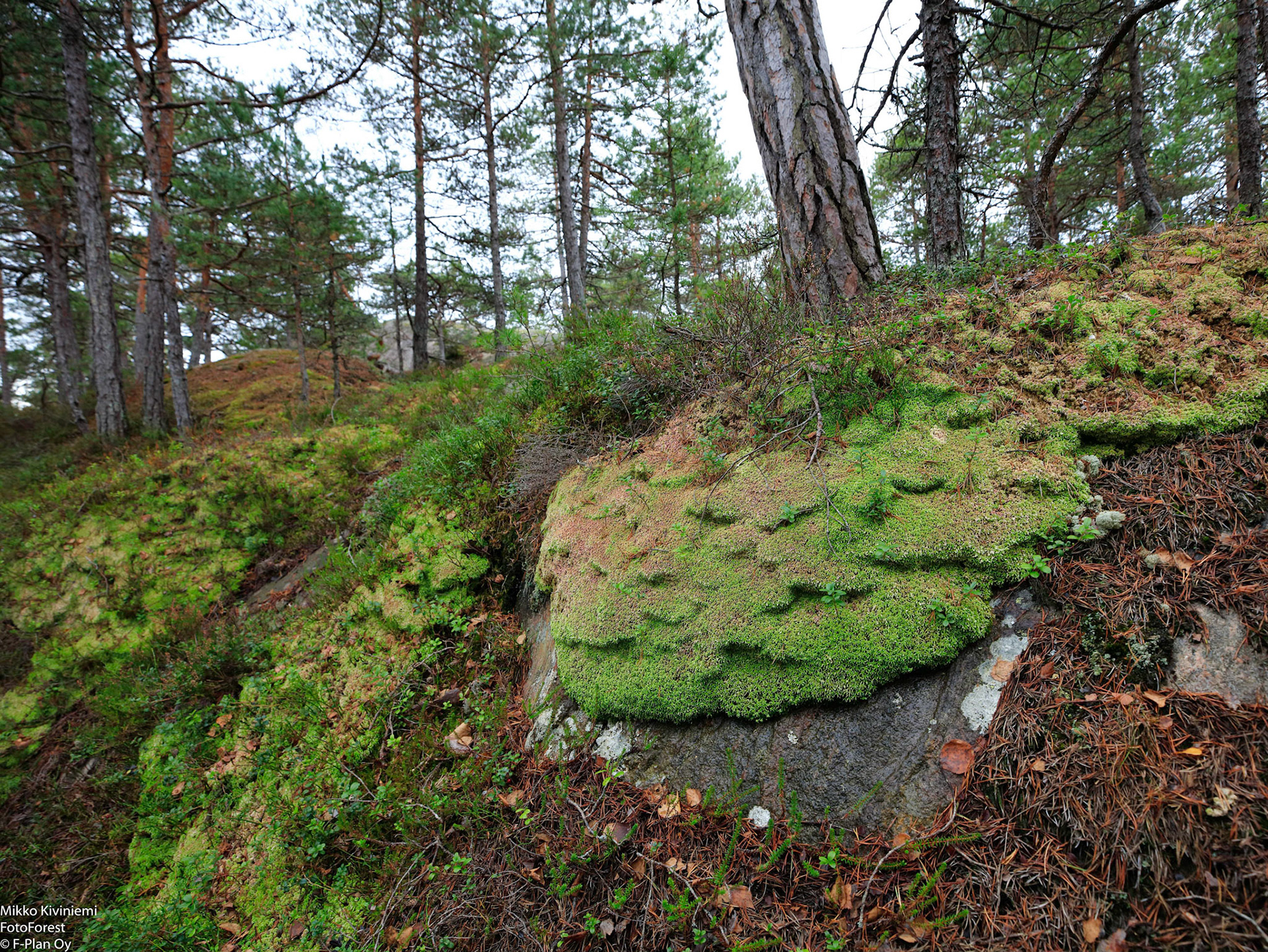 Rahkasammal, Porkkala, Kirkkonummi 559