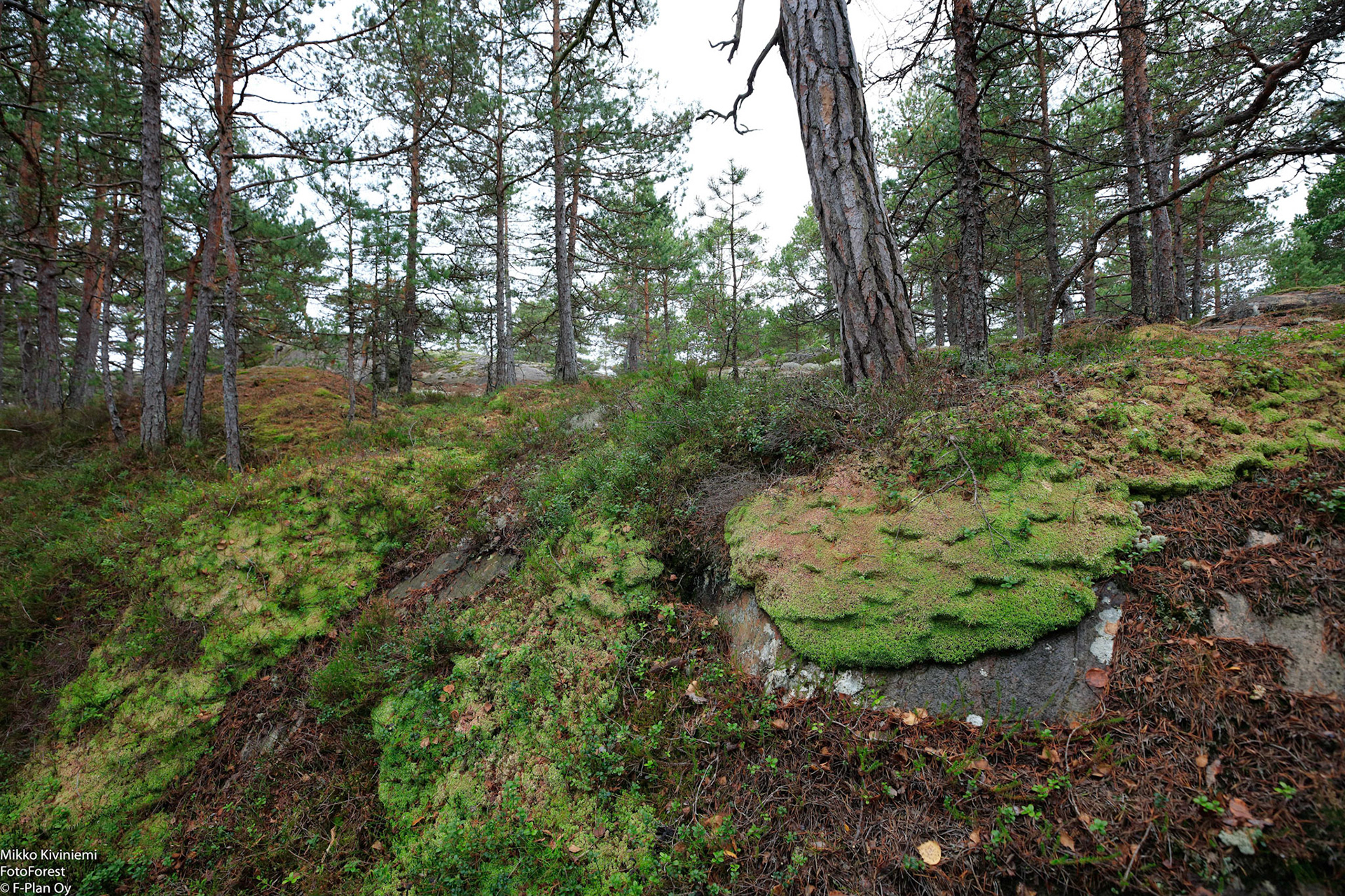 Rahkasammal, Porkkala, Kirkkonummi 560