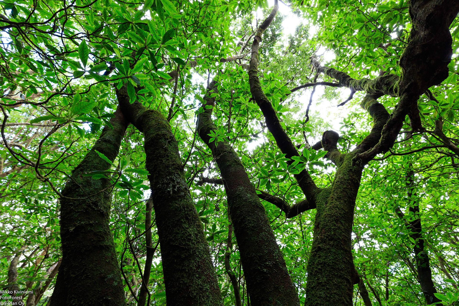 1017 Laakeripuu (Laurisilva), Levada do Furado, Madeira
