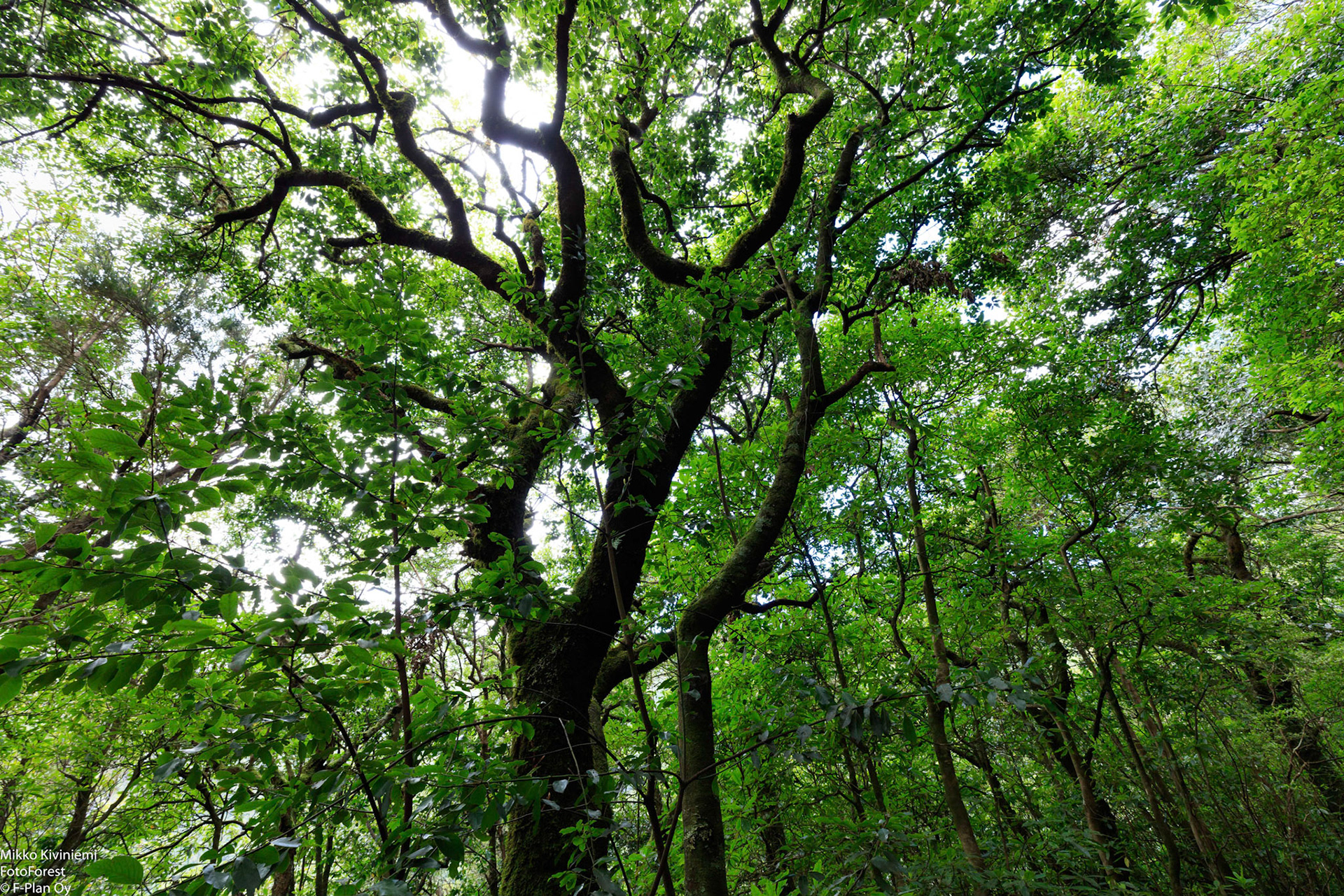 1015 Laakeripuu (Laurisilva), Levada do Furado, Madeira