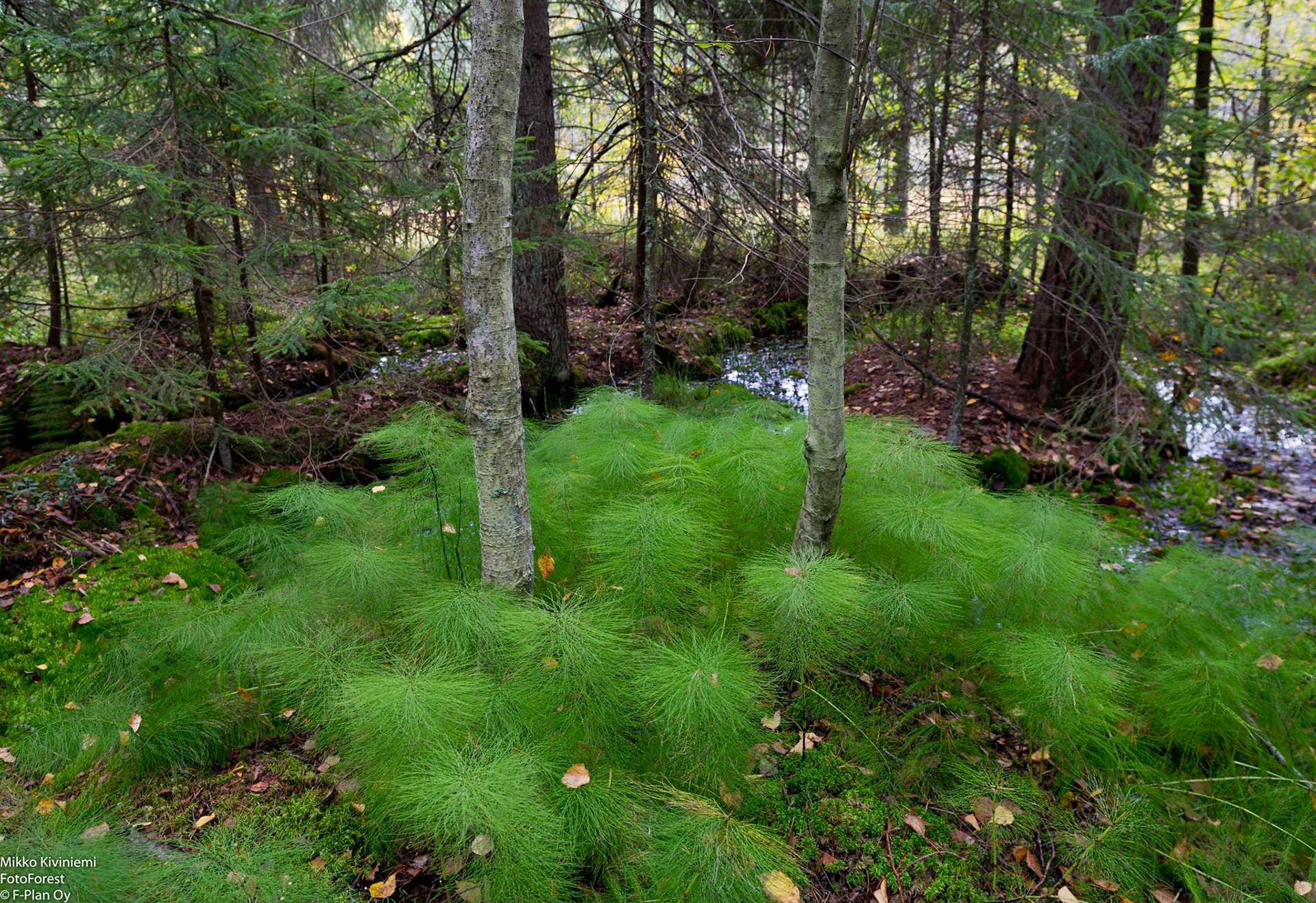 Metsäkorte, Nuuksio 1067