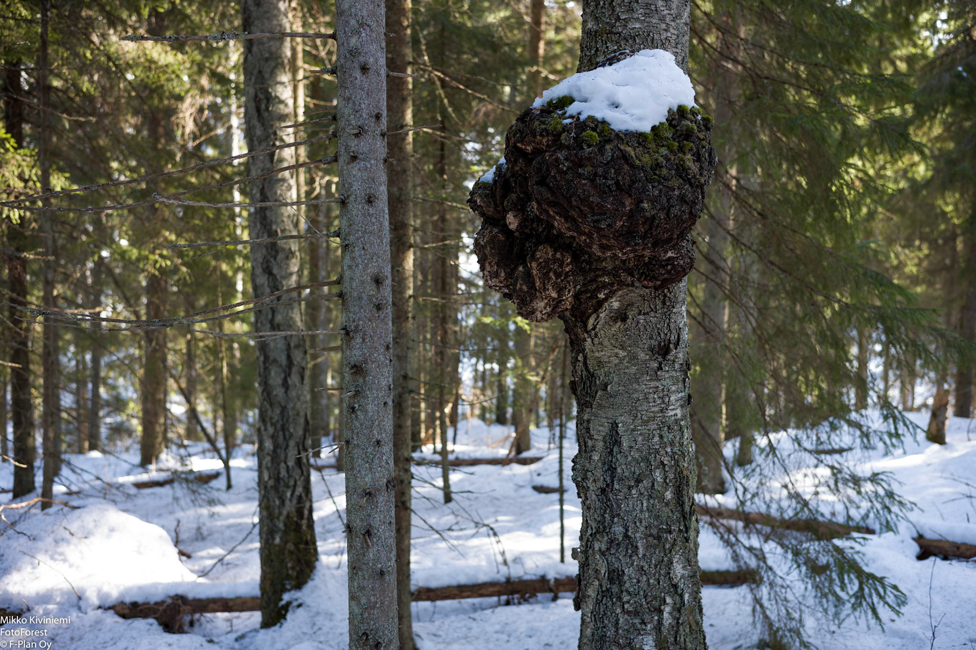 Koivun pahka, Nuuksio 1072
