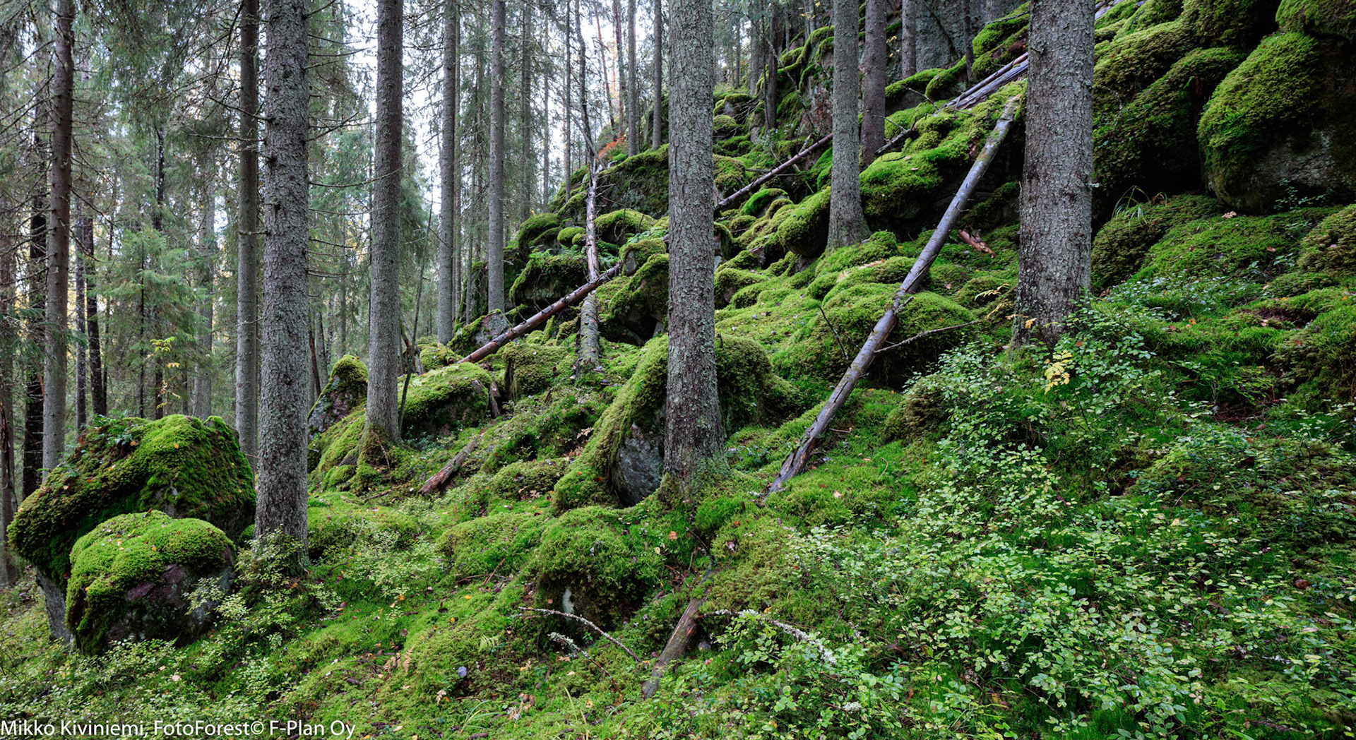 Kuusi, Nuuksion kansallispuisto 1096