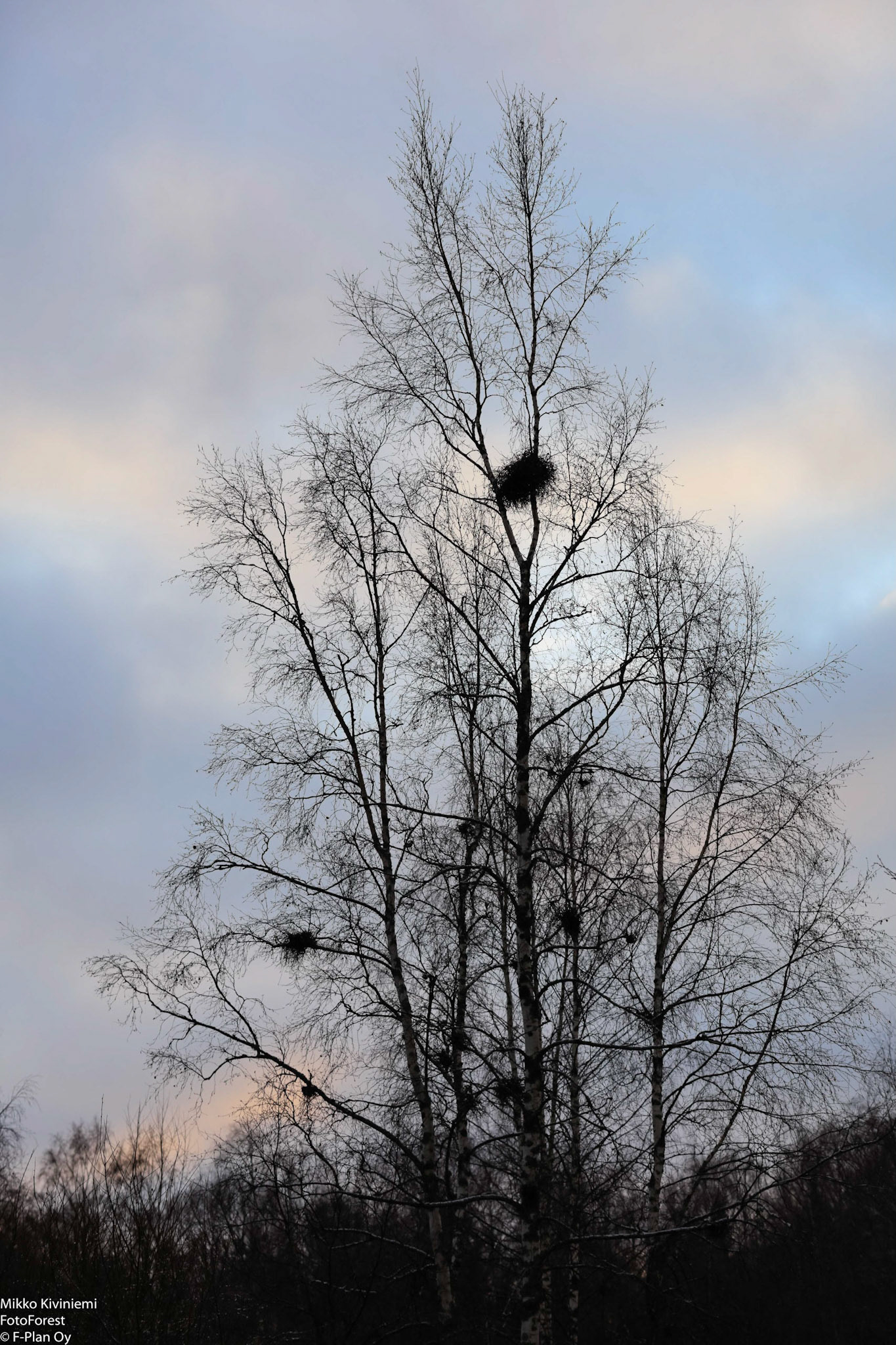 Tuulenpesäsieni, 1133