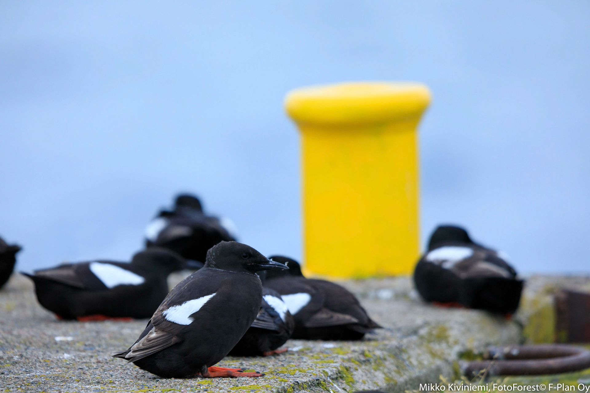 Lepäävät Riskilät, Isokari, 1263