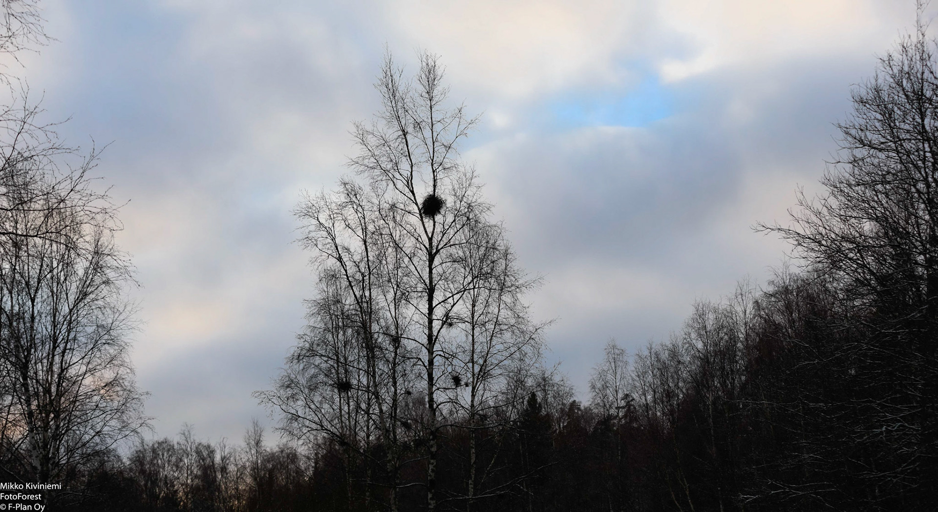 Tuulenpesäsieni, 1134