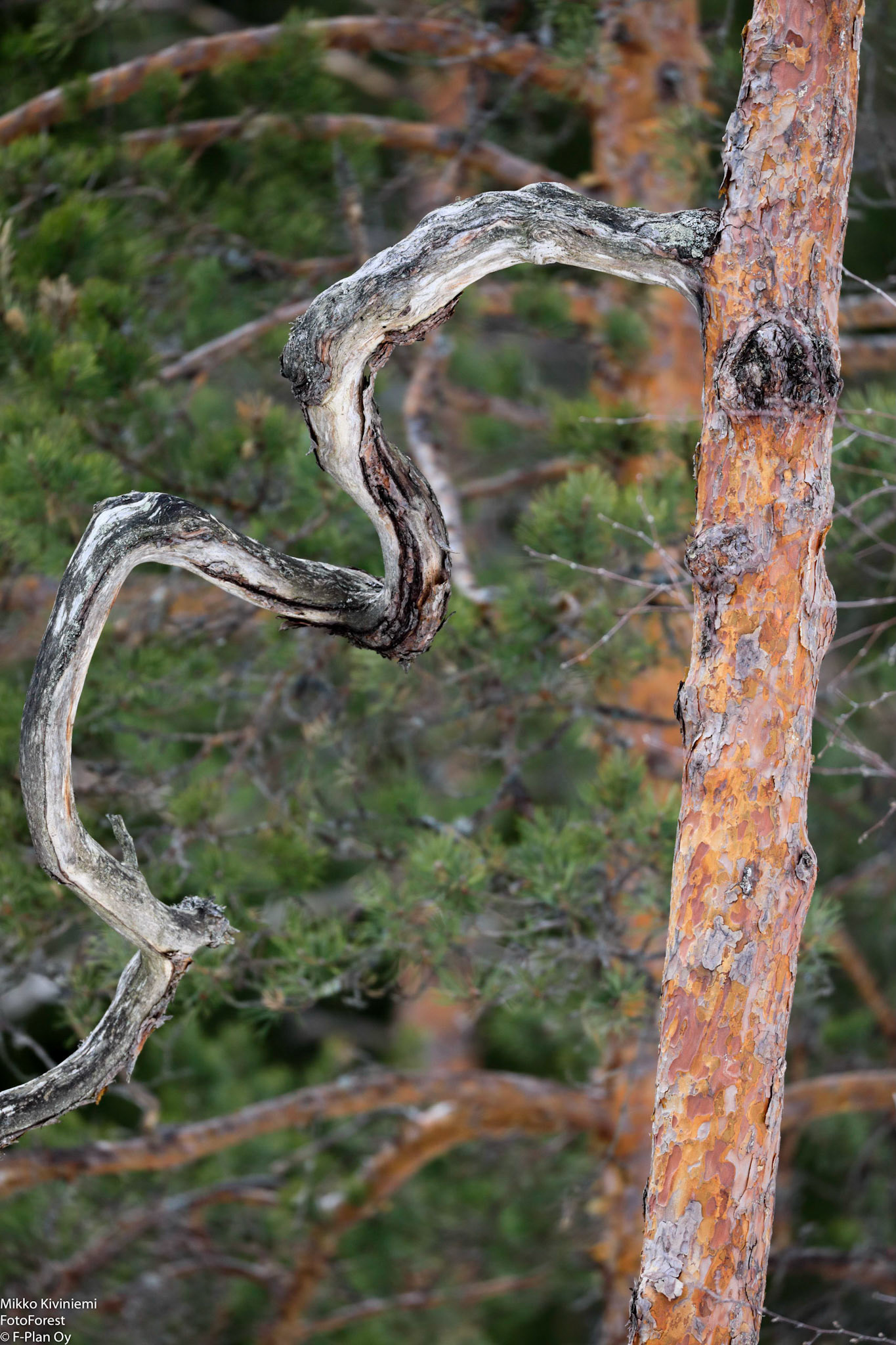 Mänty, Nuuksio 1092