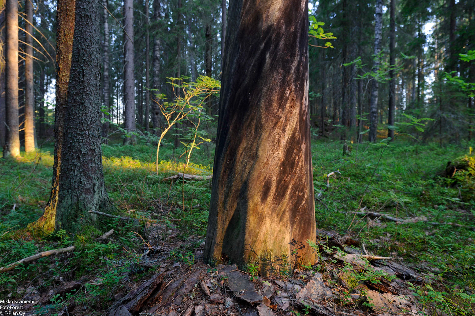 Keloutuva mänty, Pieksämäki, 1115