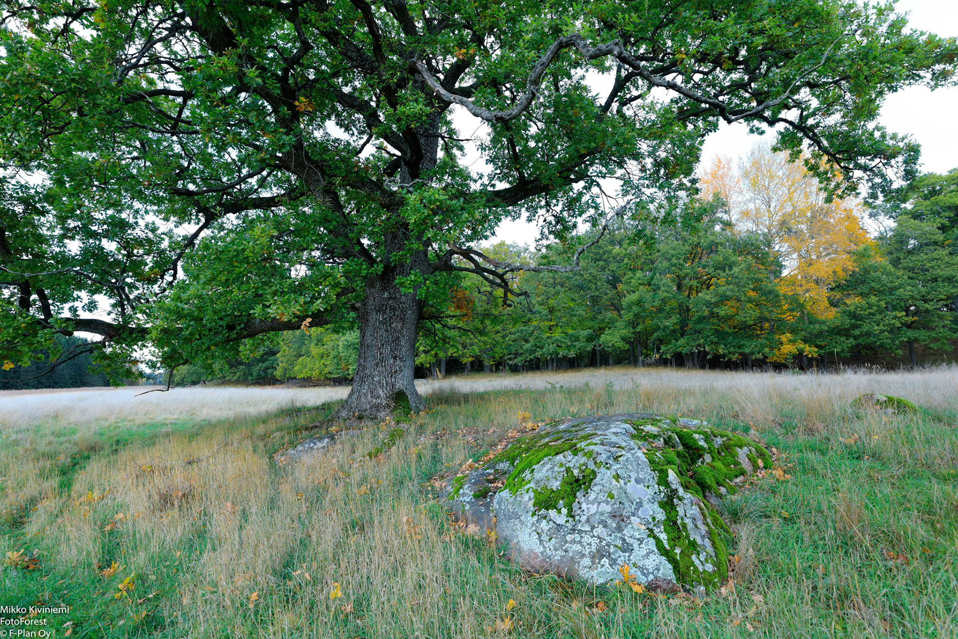 Tammi, Elisaari, 1140