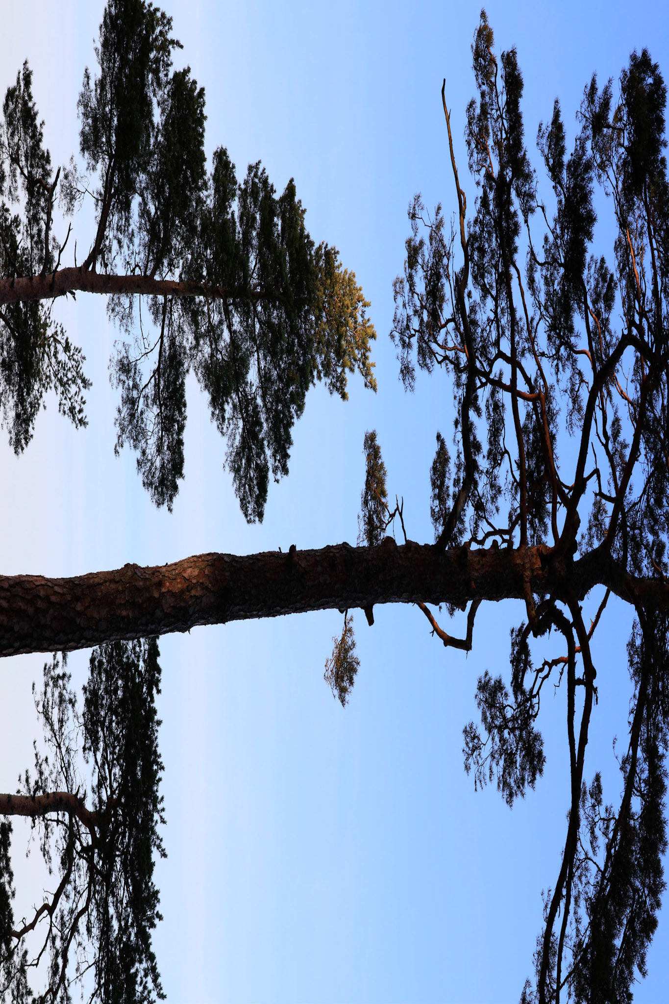 Mänty, Kirkkonummi 1140