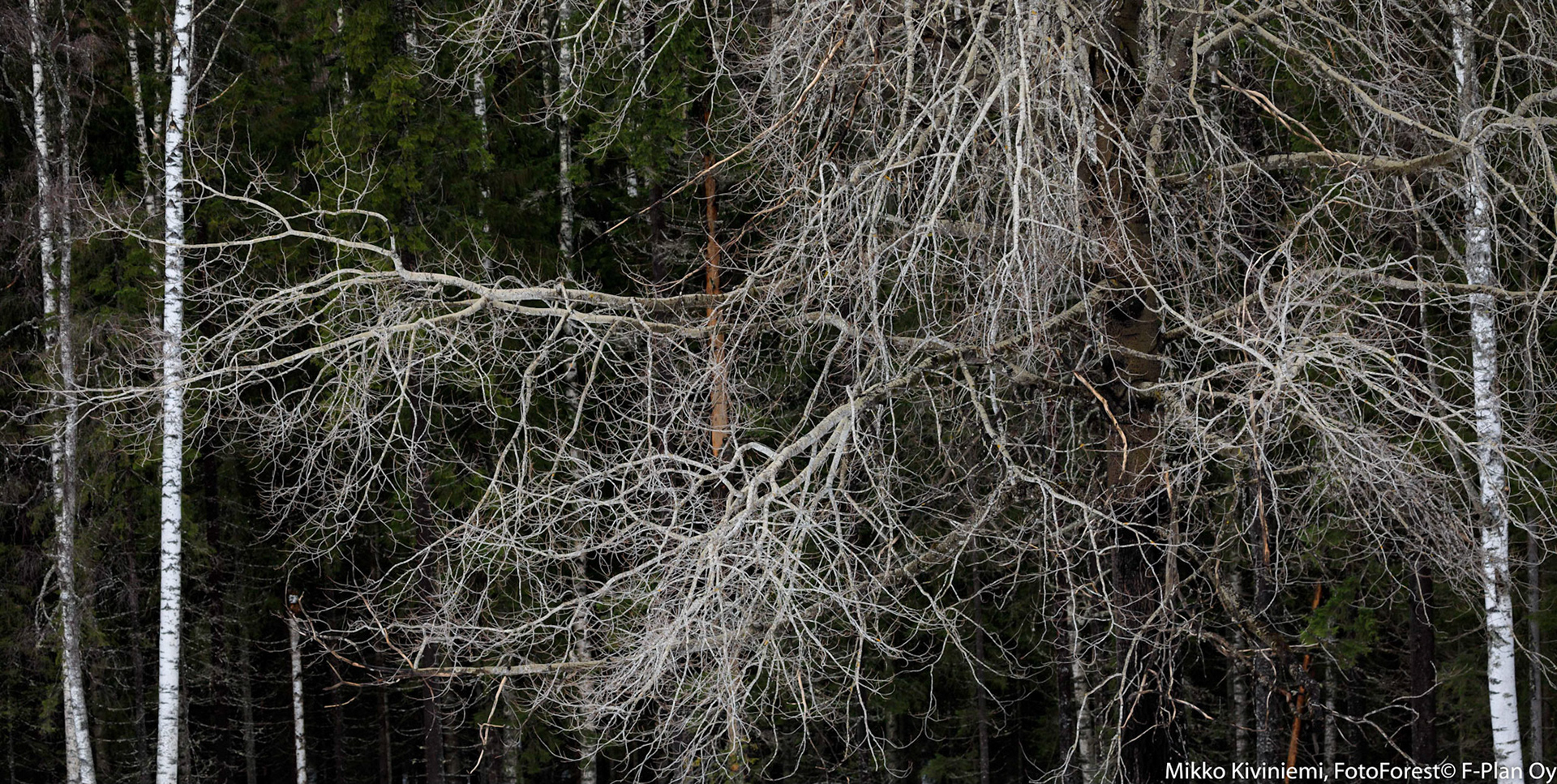 Haapa talvipuvussa, 1229