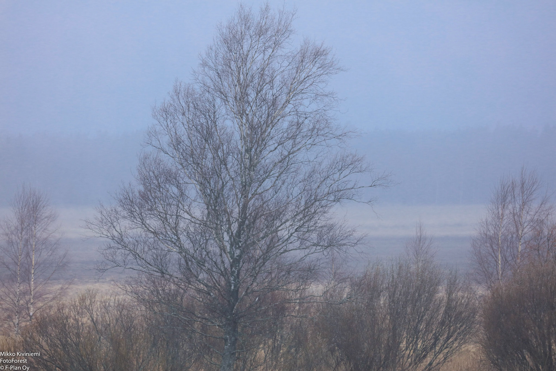 Koivu, Saltfjärden, Kirkkonummi 1055