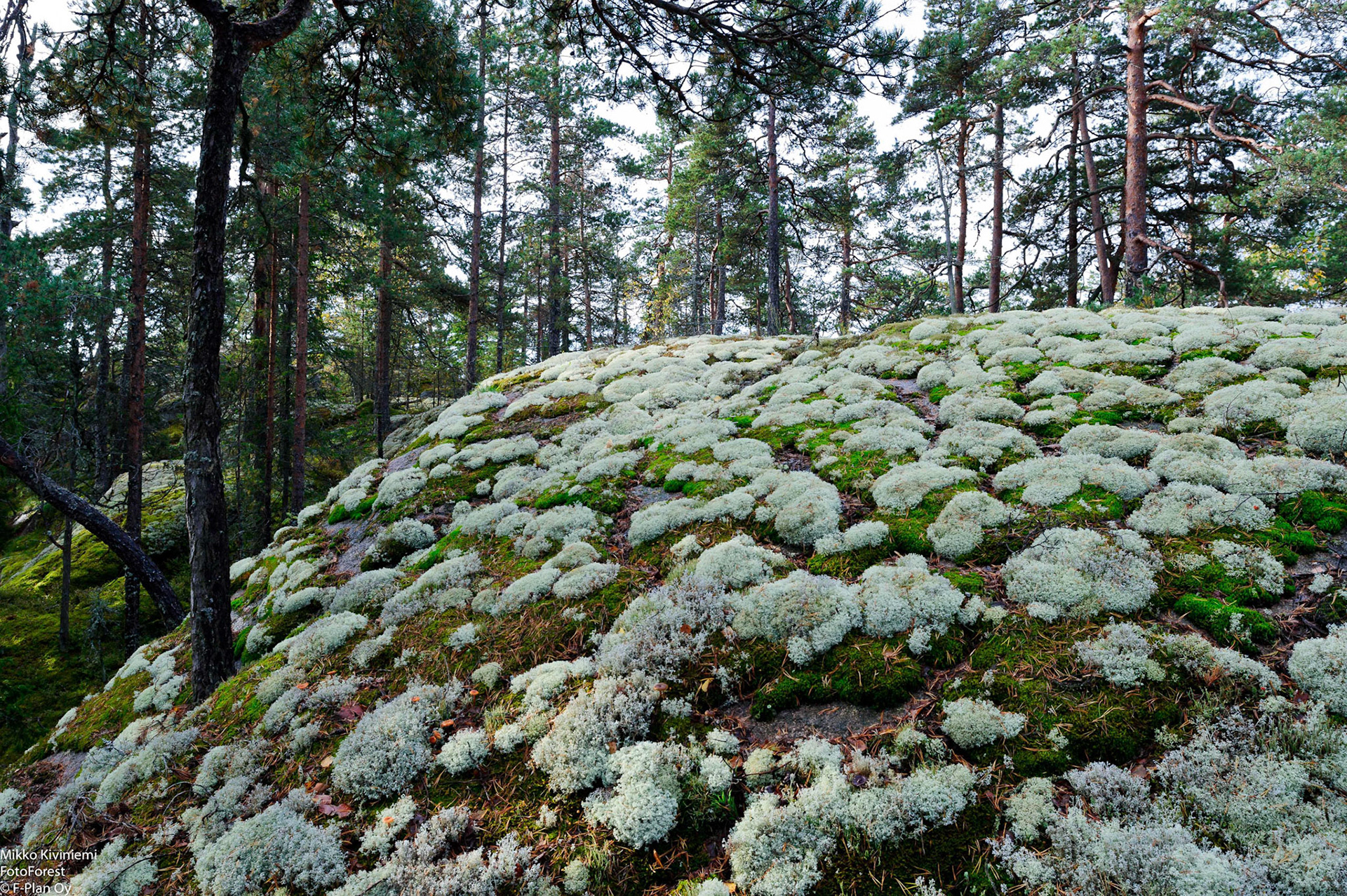 Harmaaporonjäkälä (Cladina rangiferina), Nuuksion kansallispuisto, 1122