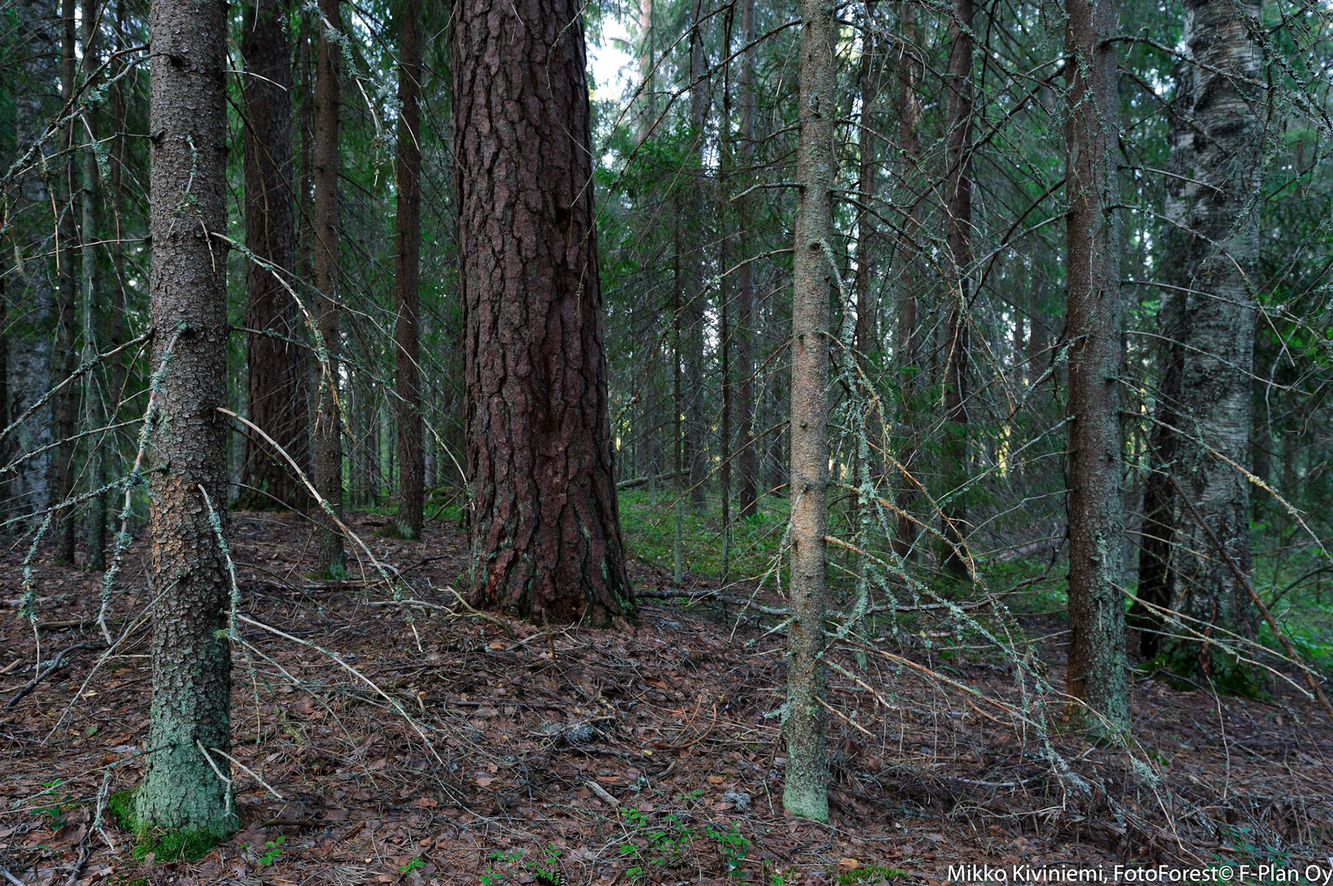 Kuusettuminen, Pieksämäki, 1117