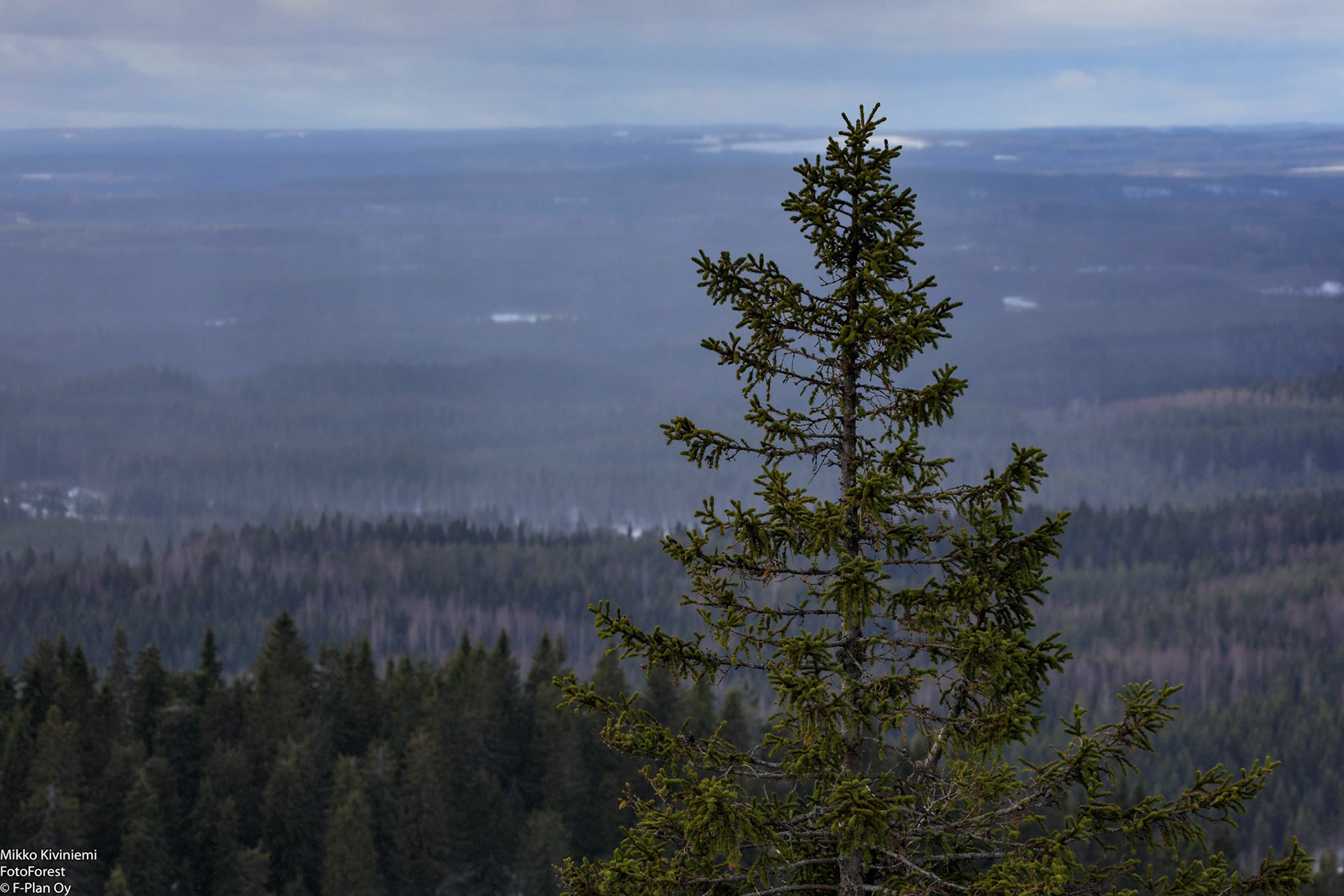 Vaaran kuusi, Koli, 1241
