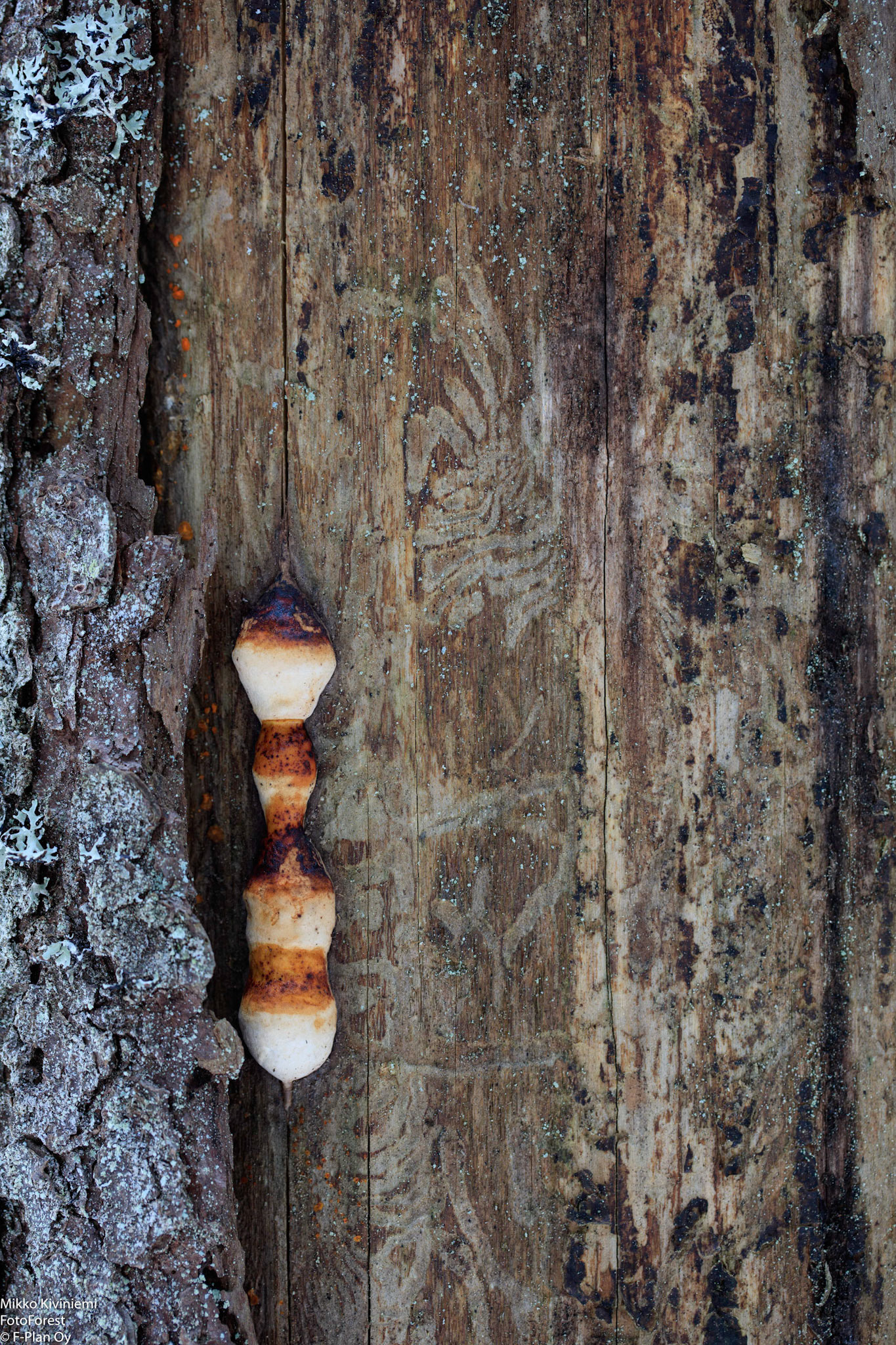 Nuori kantokääpä, Nuuksio 1071