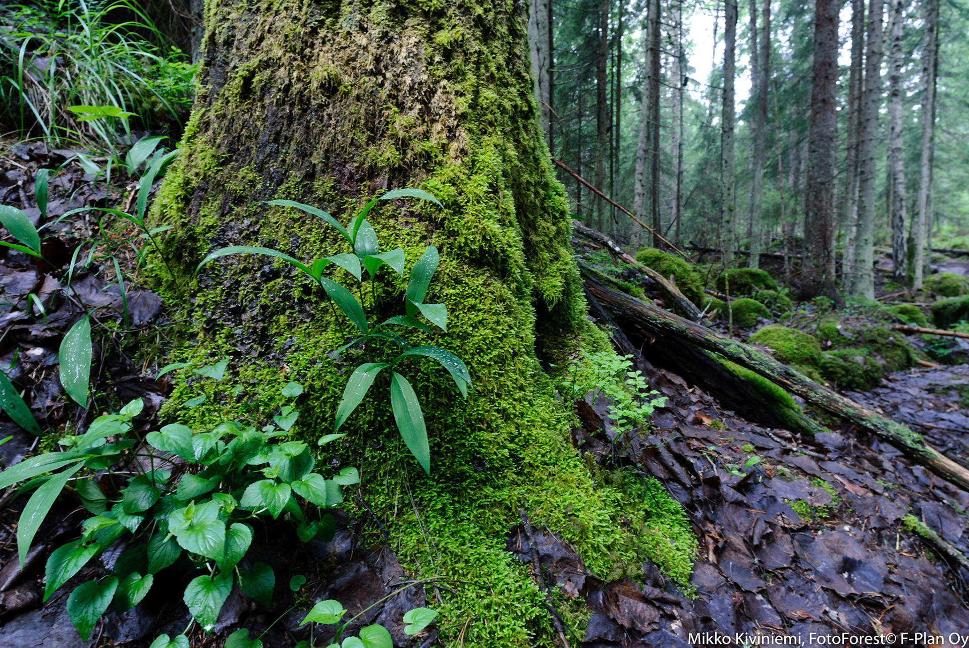 Aarnimetsän Haapa, Nuuksio 1064