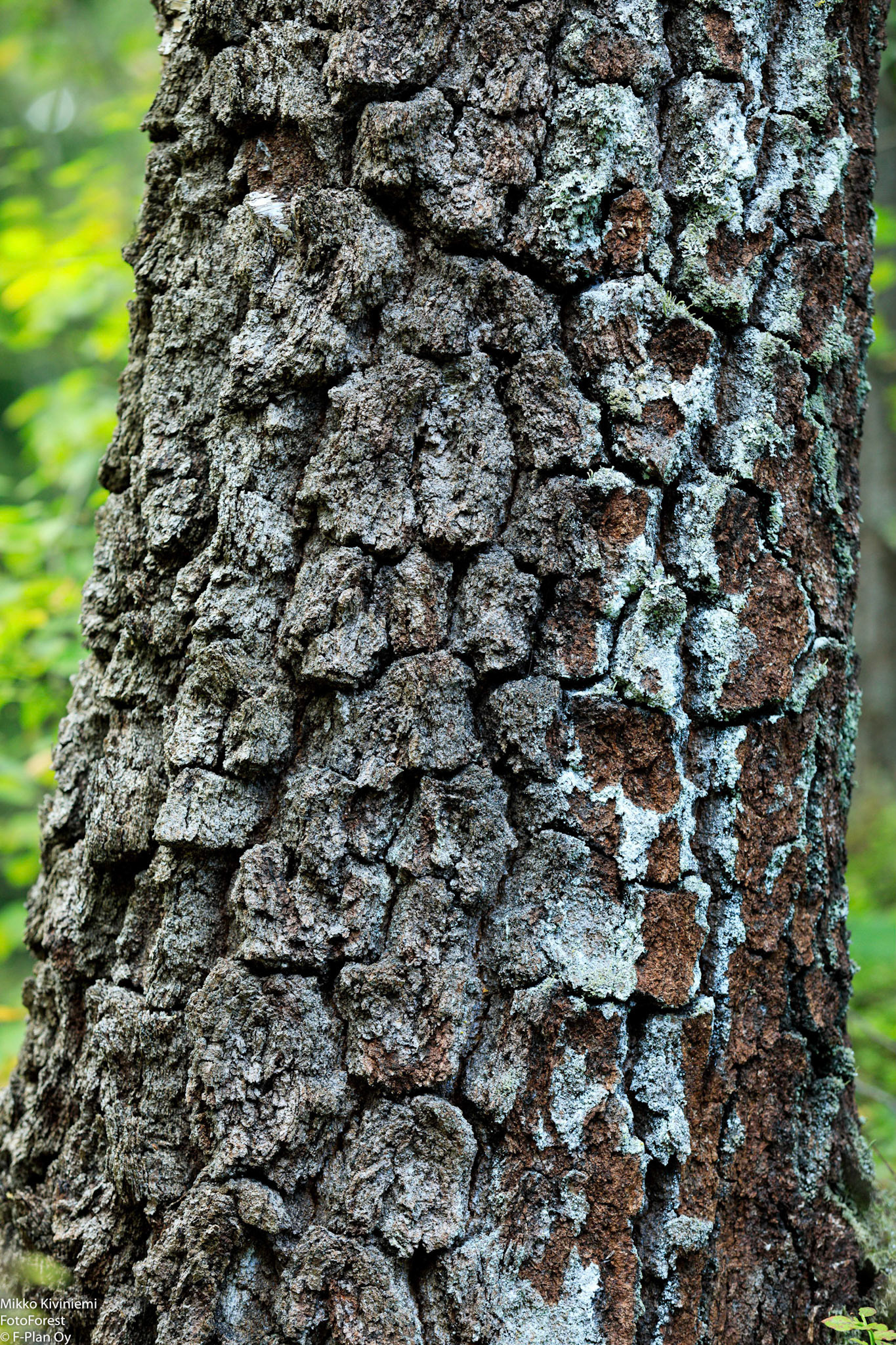 Koivun kilpikaarna, Espoo 1100