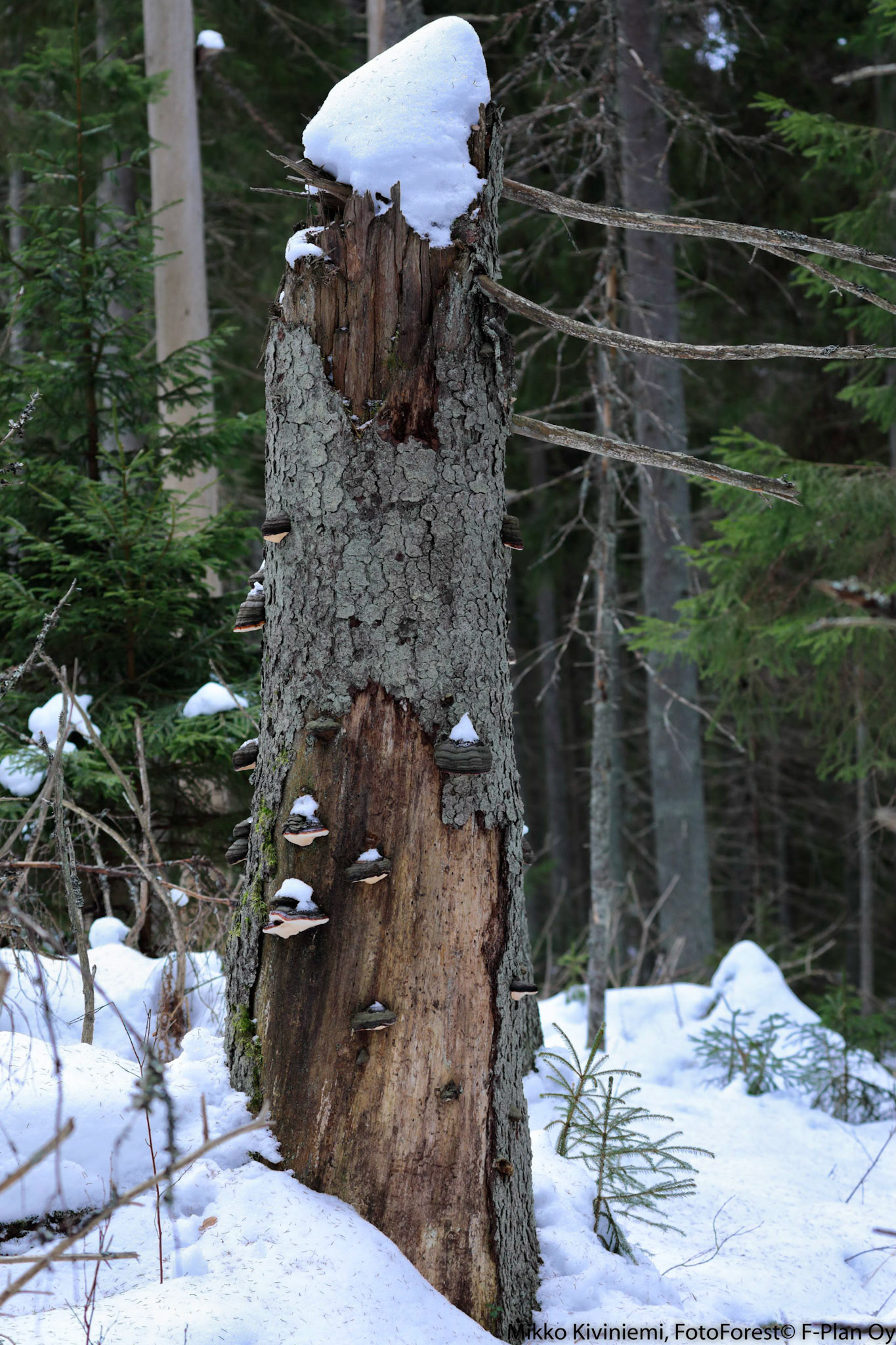 Kantokääpä, Kuusi, Nuuksio 1081