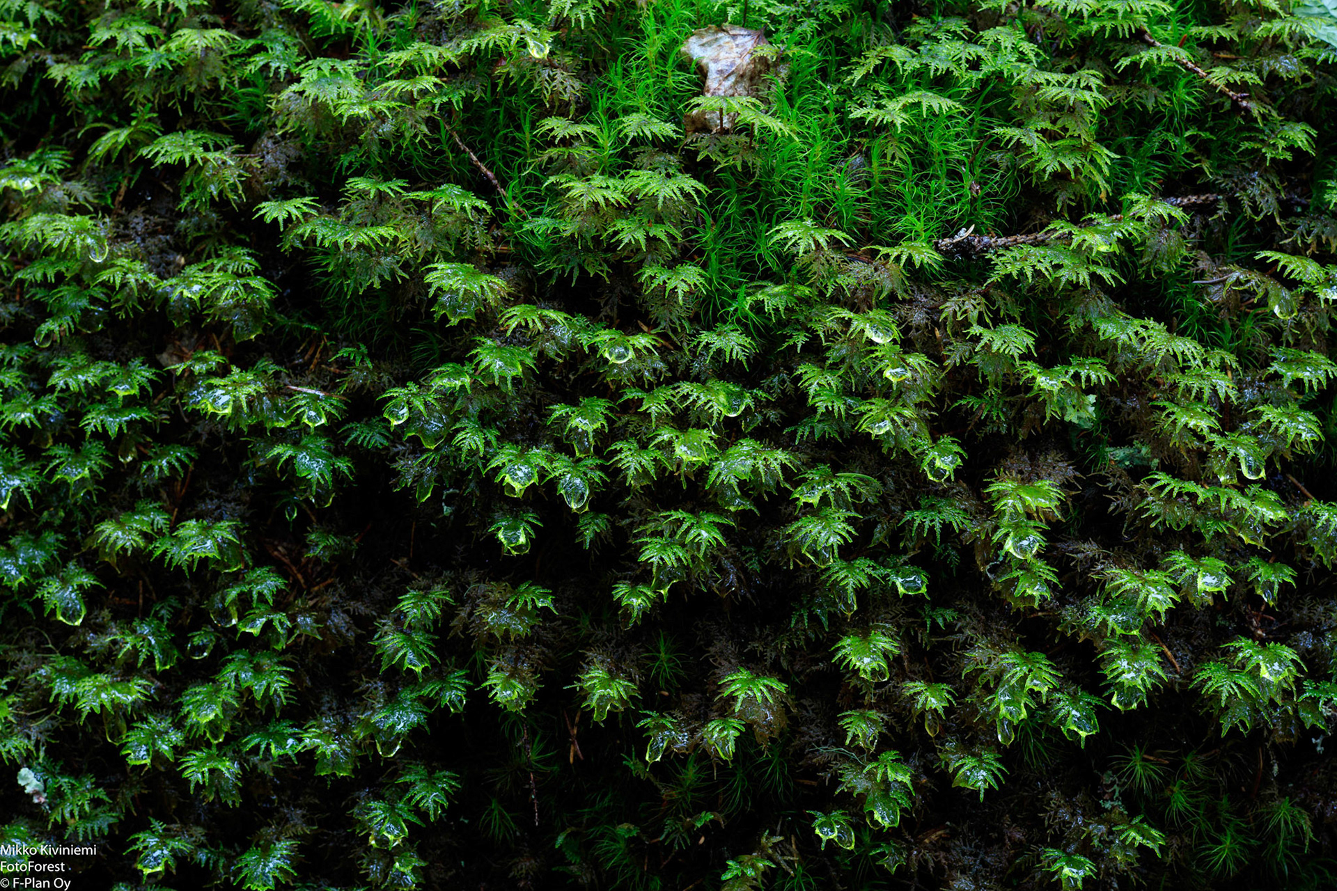 Sulkasammal, Nuuksion kansallispuisto, 1099