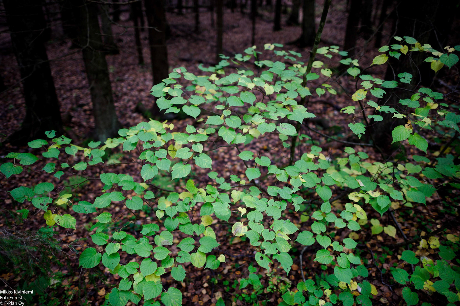 Pähkinäpensas, Nuuksio 1066