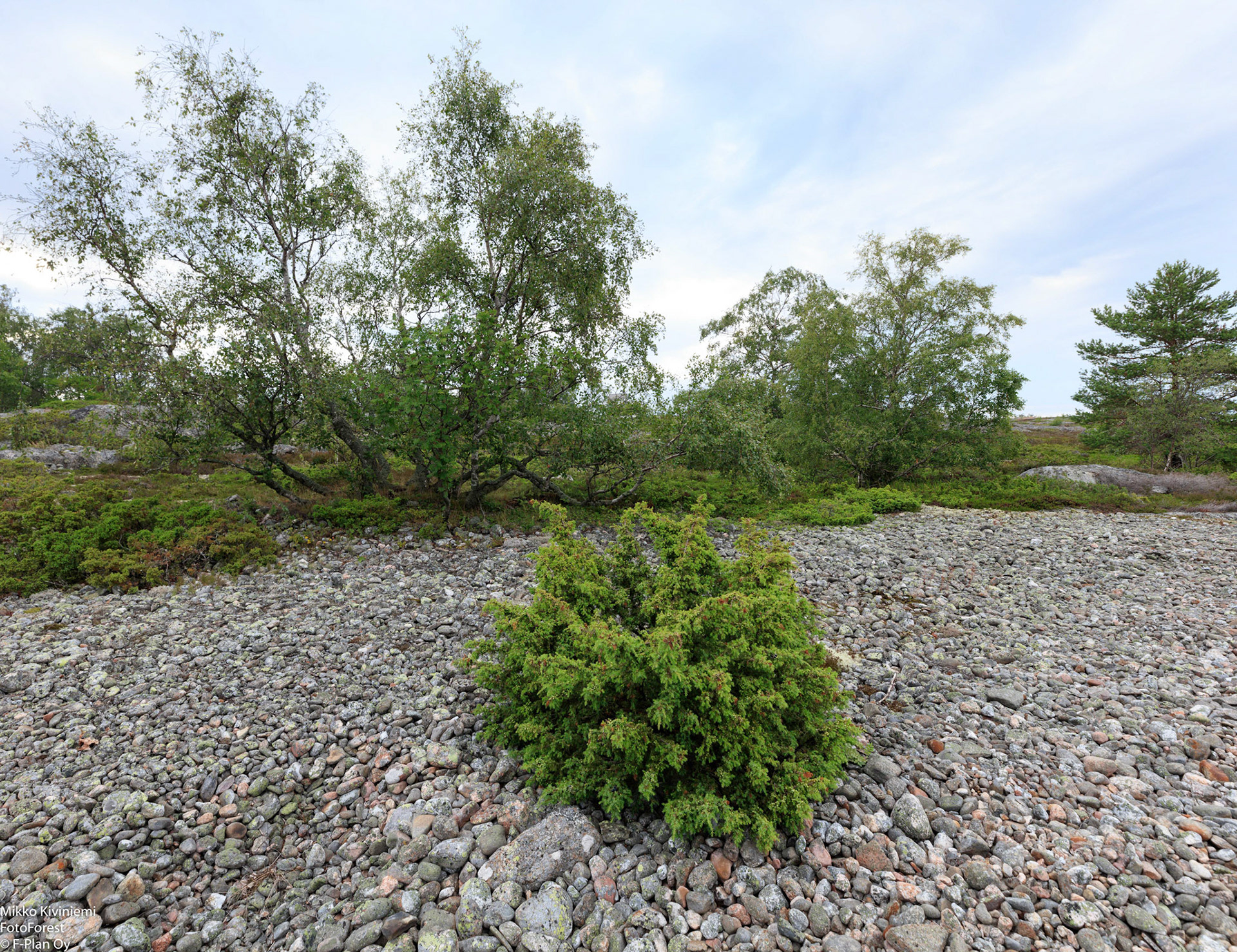 Kataja, Isokari, 1289