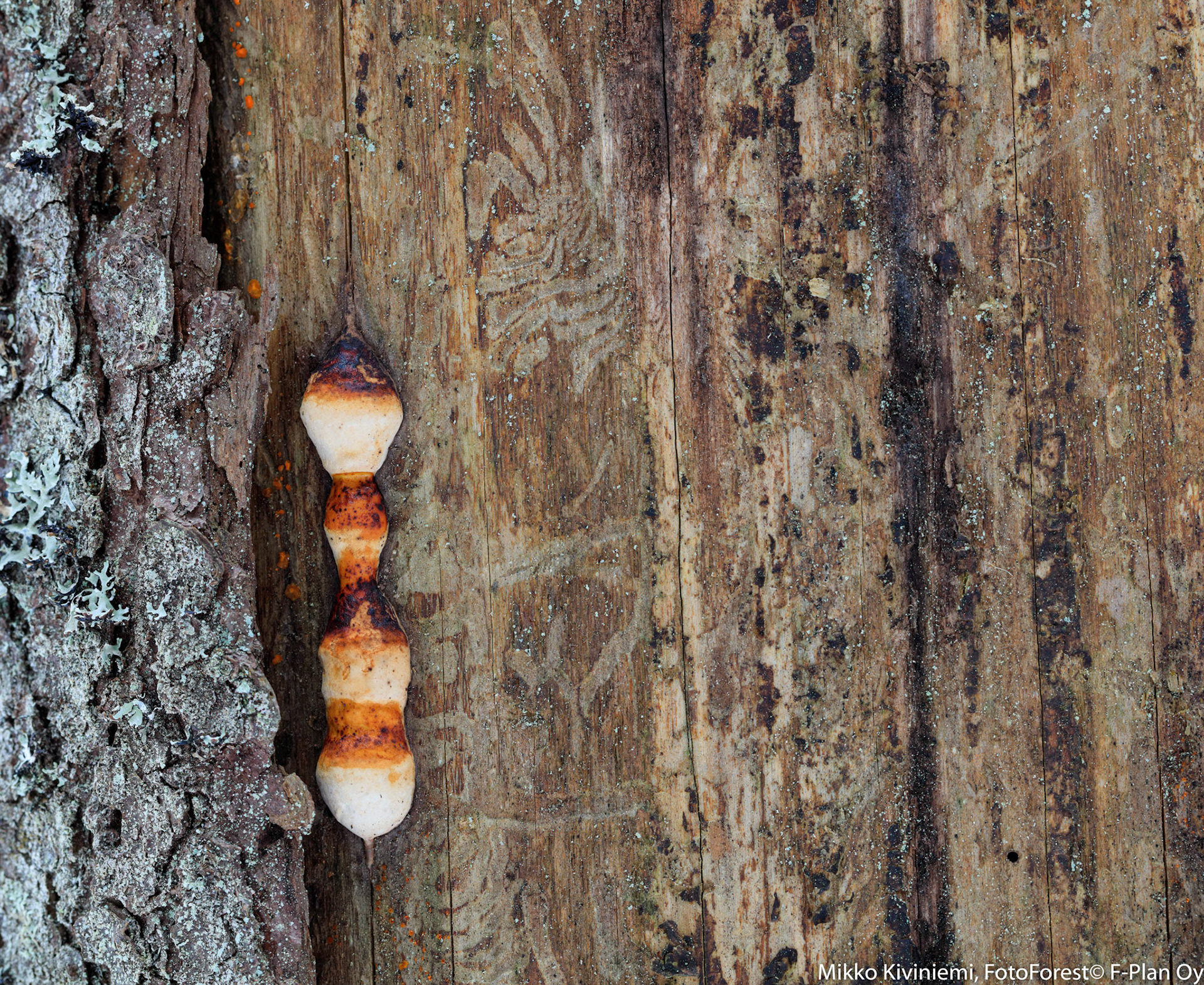 Nuori kantokääpä, Kuusi, Nuuksio 1088
