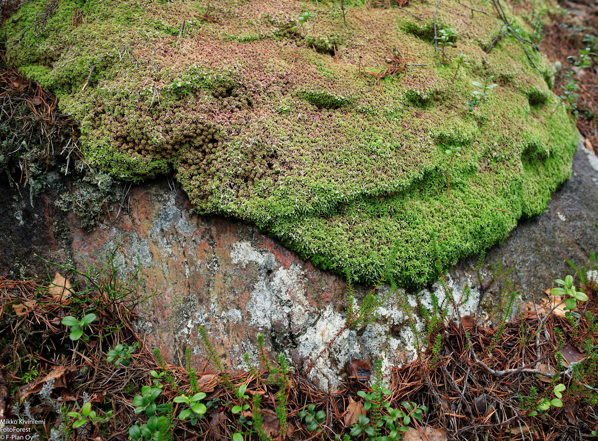 Rahkasammal, Porkkala, Kirkkonummi 1040
