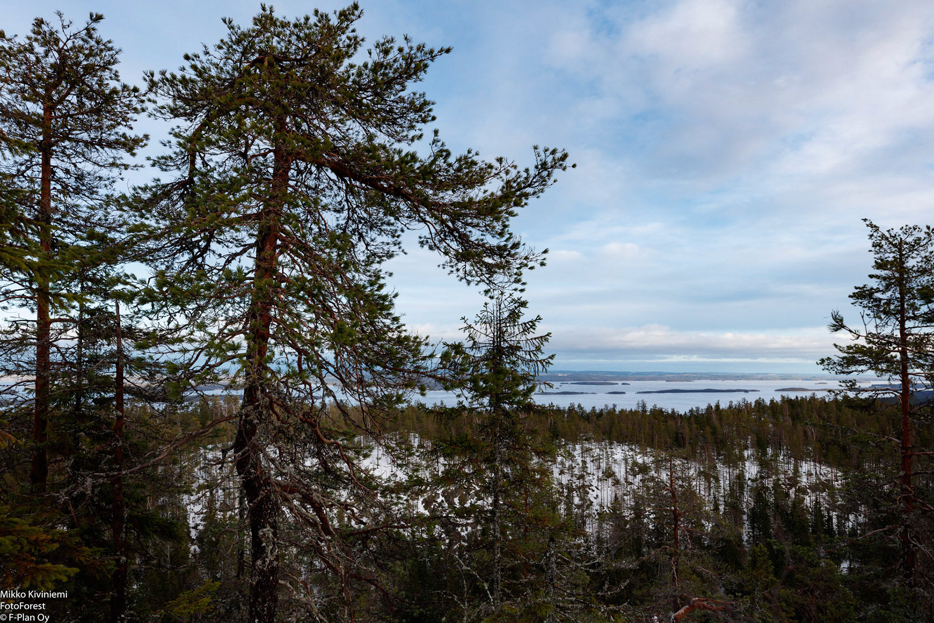 Vaaran Mänty, Koli, 1239
