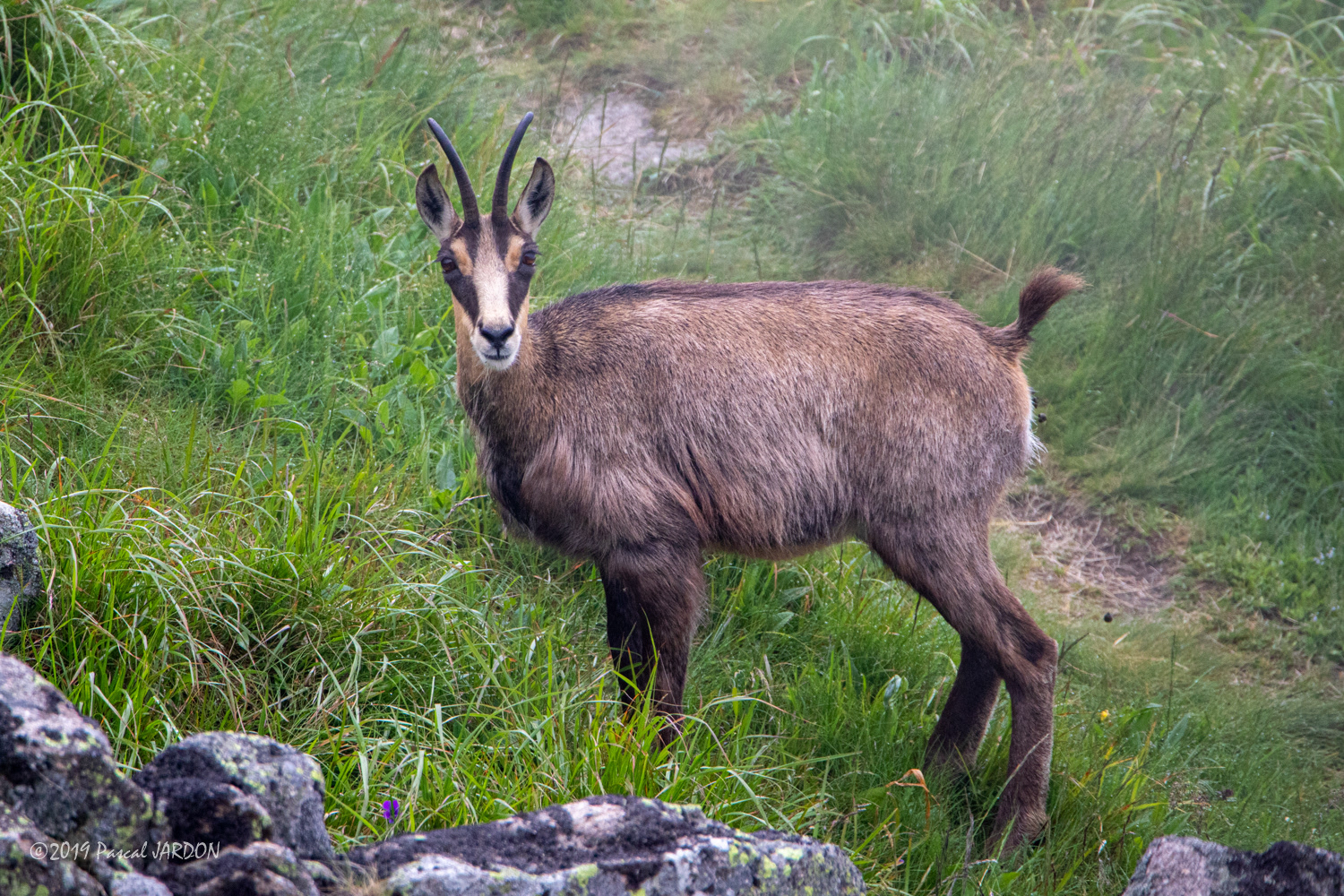 Chamois -Vosges