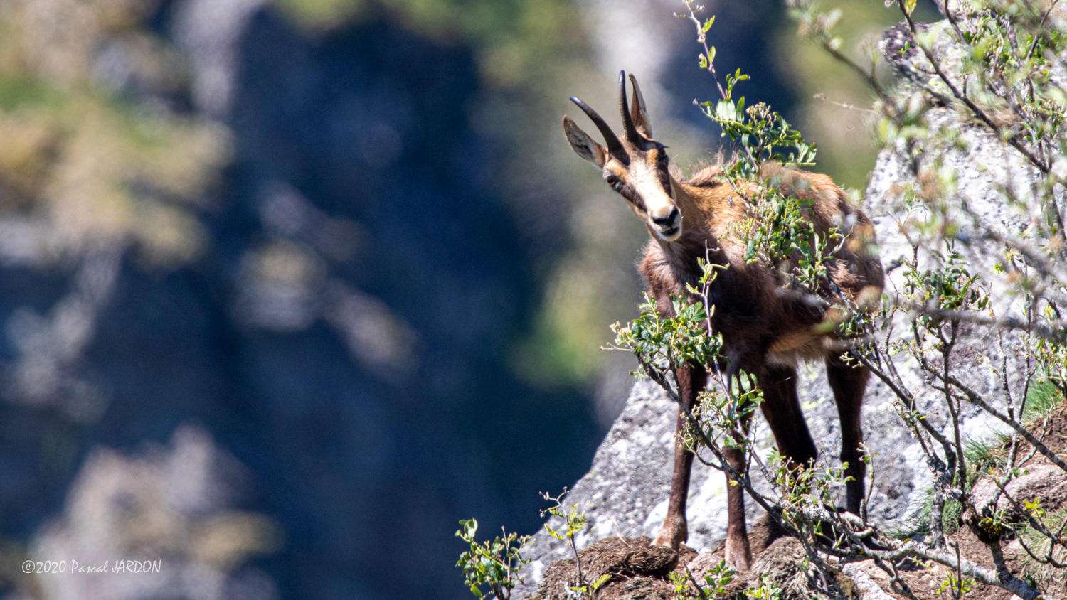 Chamois -Vosges