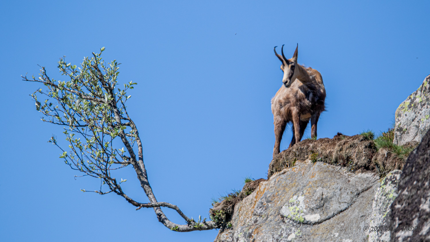 Chamois -Vosges