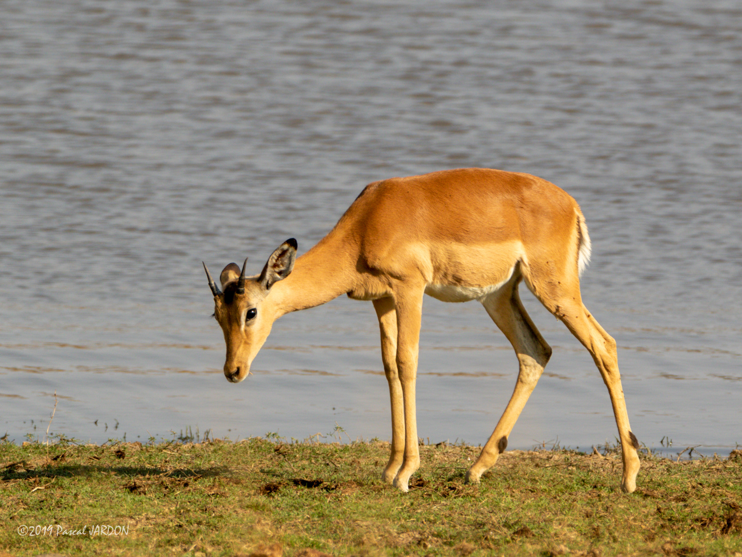 Antilope -Afrique du Sud