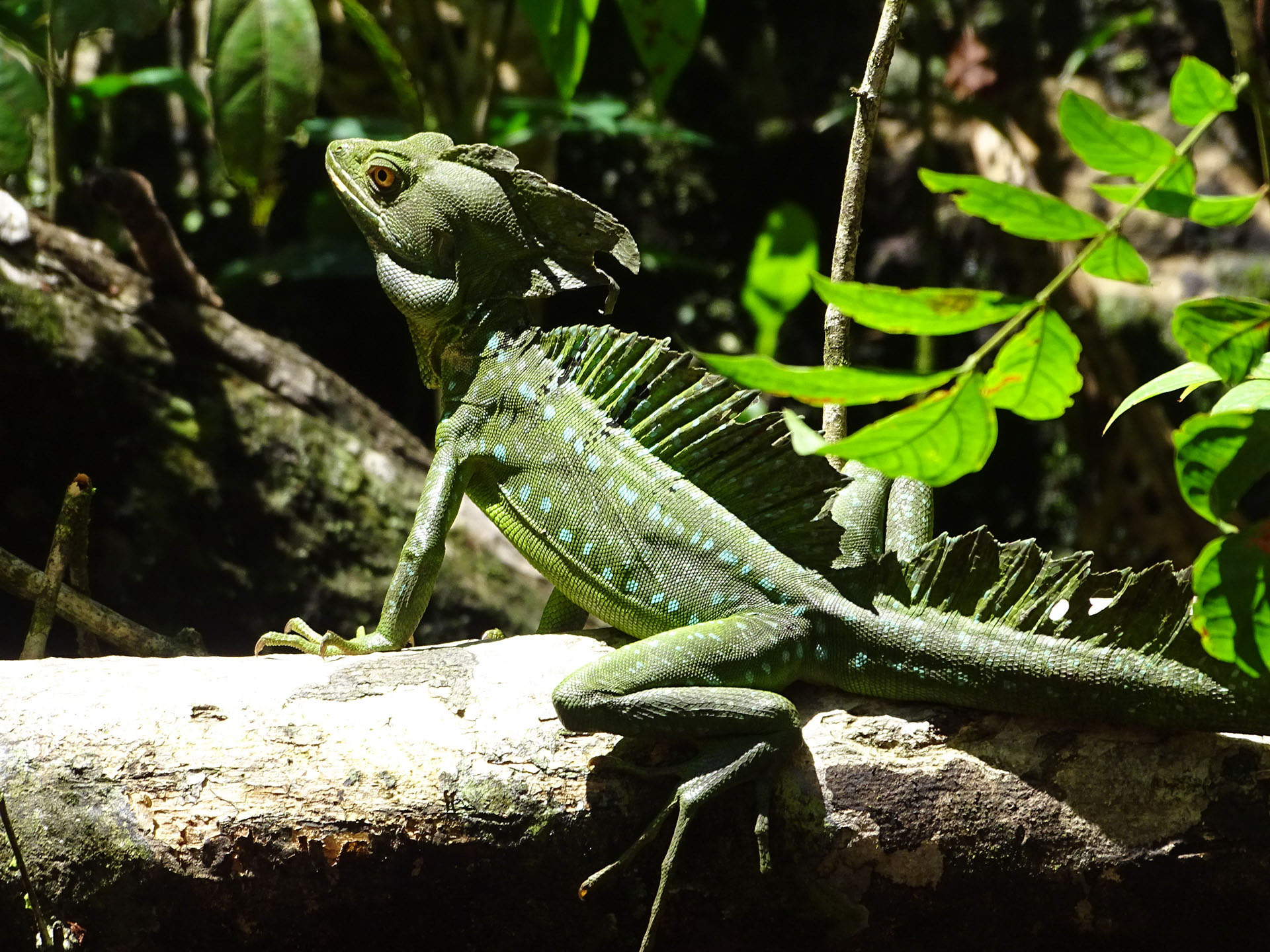 Iguane -Costa Rica
