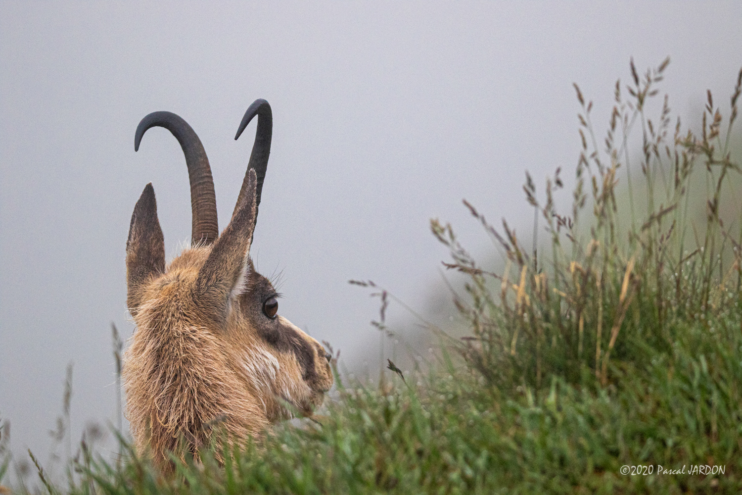 Chamois -Vosges