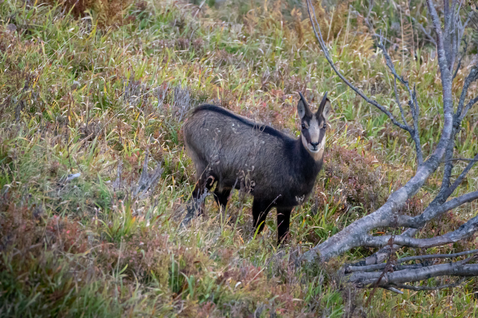 Chamois - Vosges