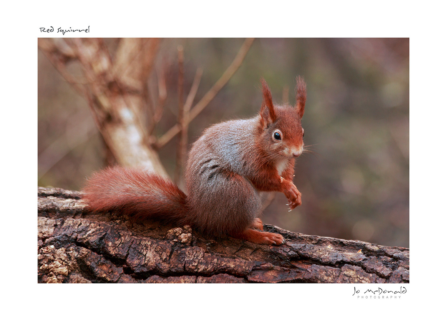 Formby Squirrel