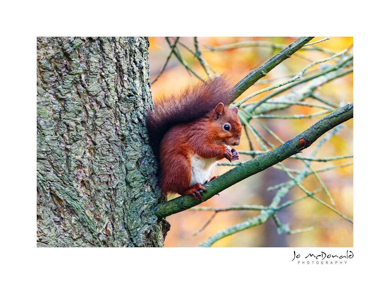 Red Squirrel