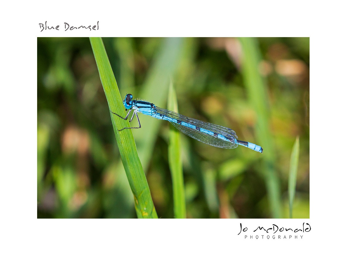 Blue Damselfly