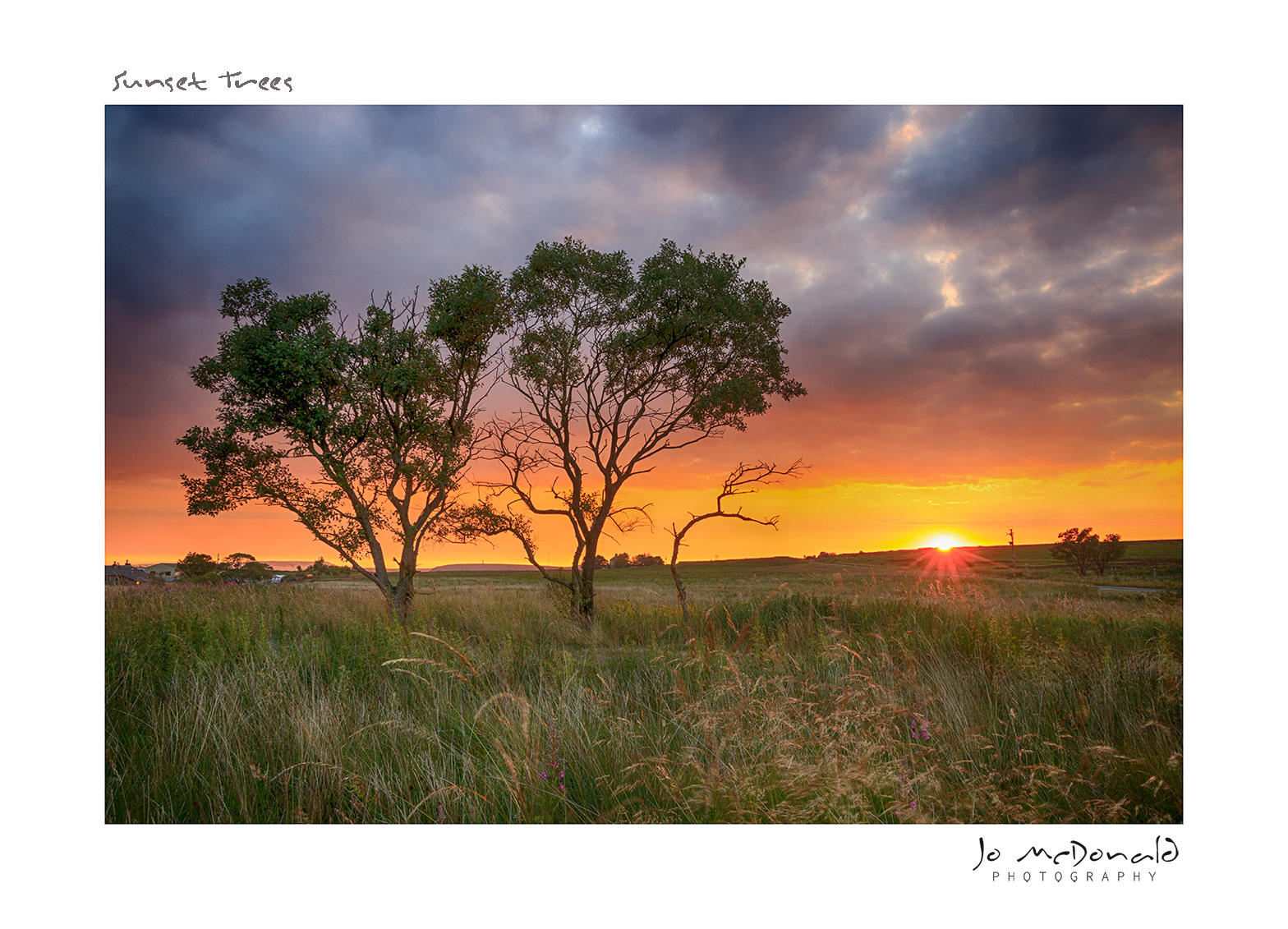 Tree Sunset - Lancashire