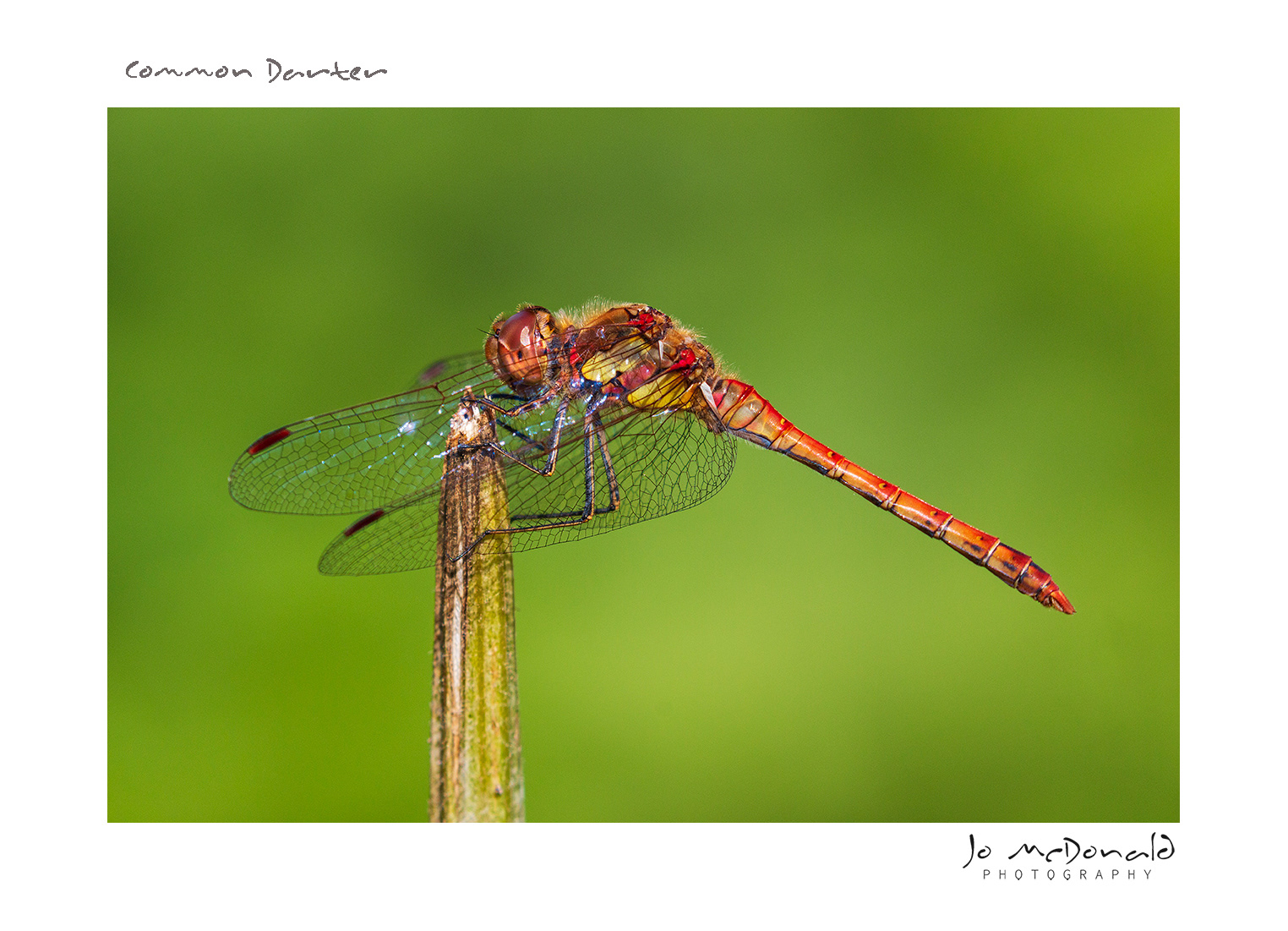 Common Darter